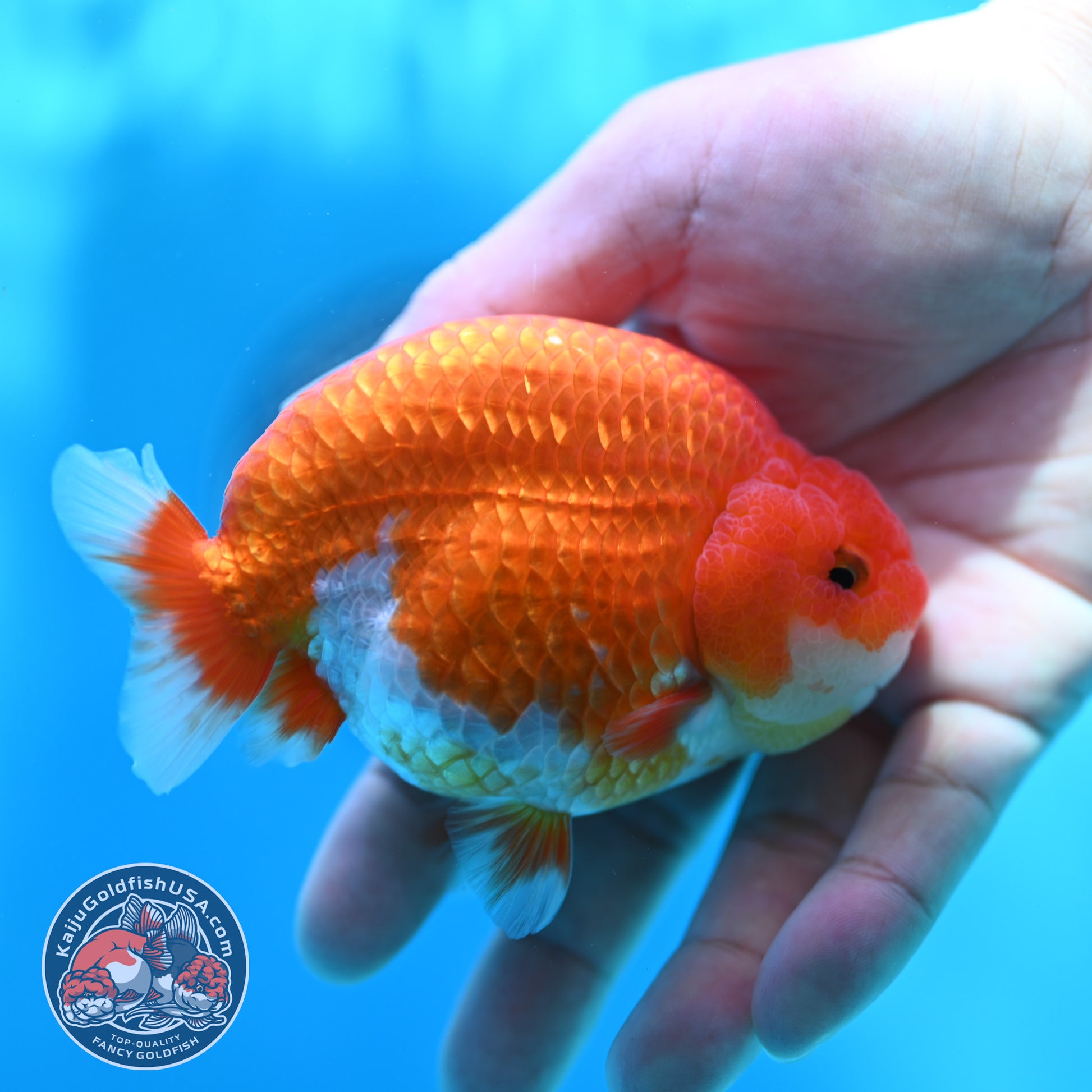 High Back Buffalo Ranchu 3.8 inch Body (260501_RC01)