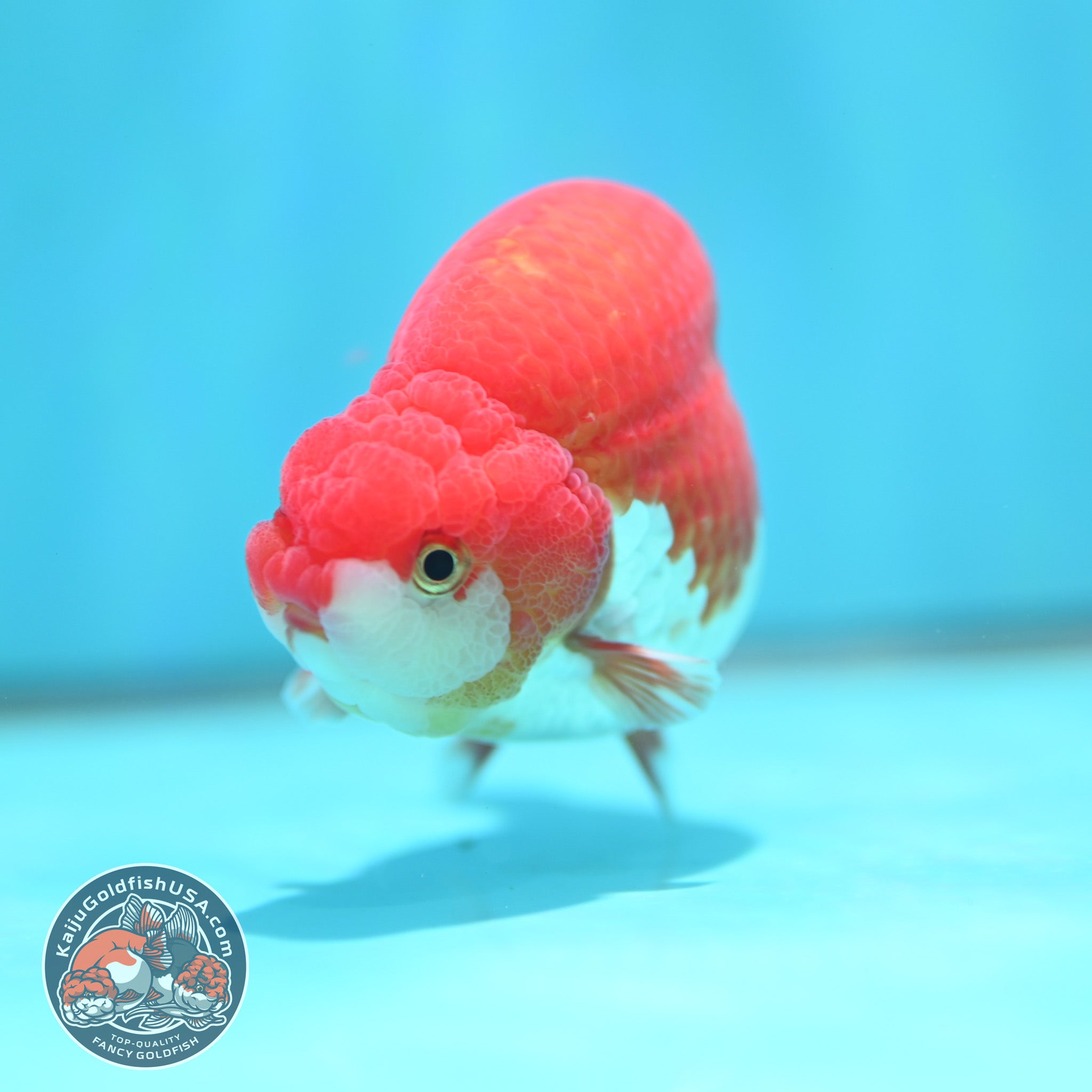 AAA Grade High Back Buffalo Ranchu 3.8 inch Body (260501_RC01) – Kaiju ...