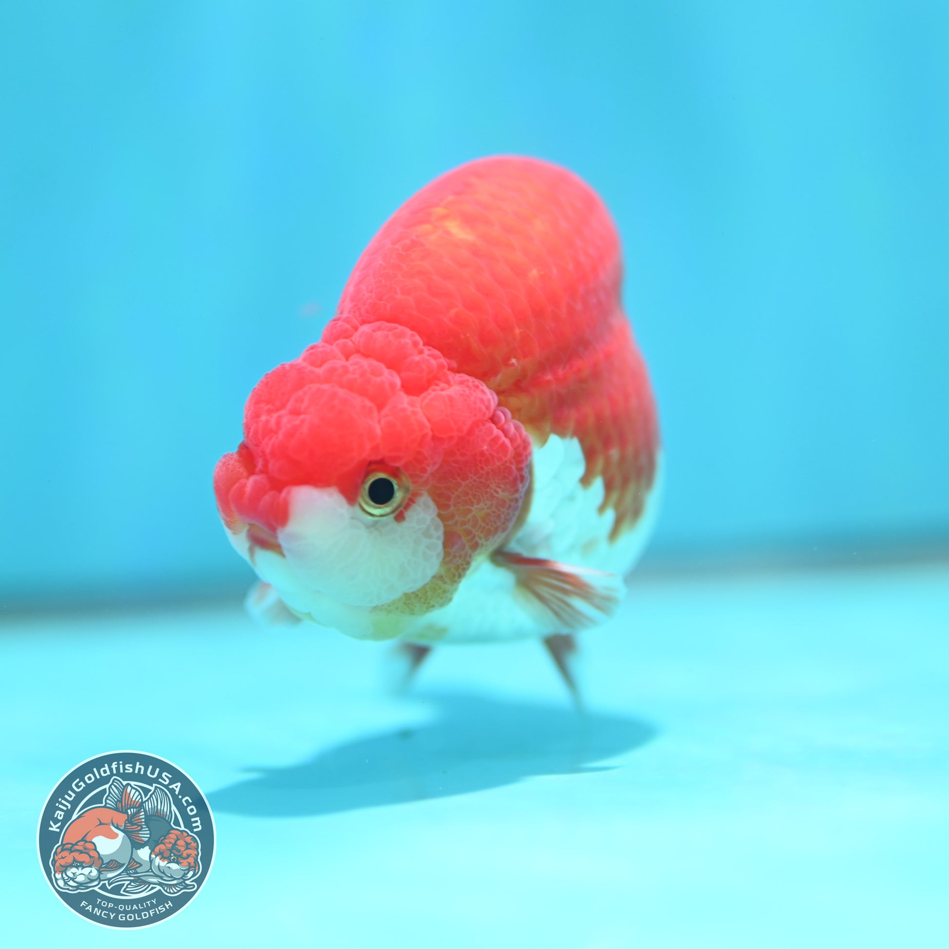 High Back Buffalo Ranchu 3.8 inch Body (260501_RC01)