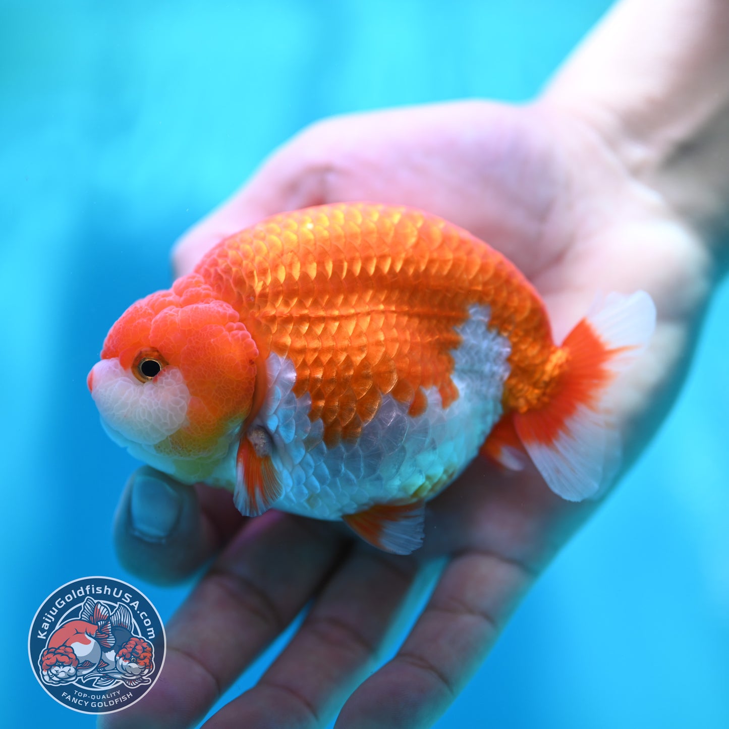 High Back Buffalo Ranchu 3.8 inch Body (260501_RC01)