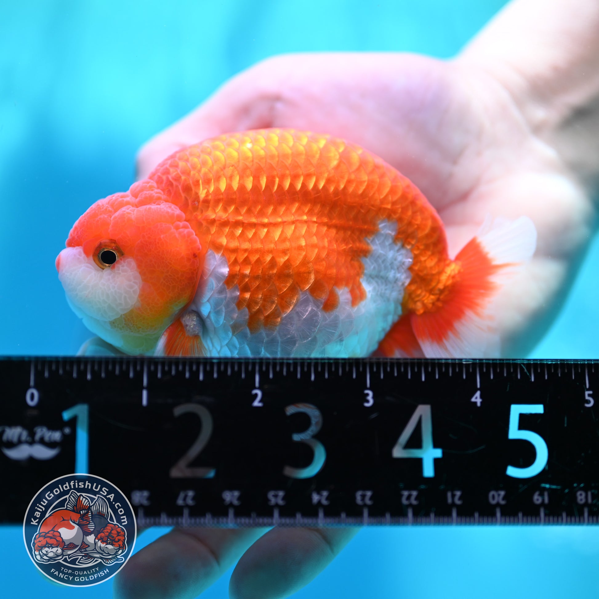 High Back Buffalo Ranchu 3.8 inch Body (260501_RC01)
