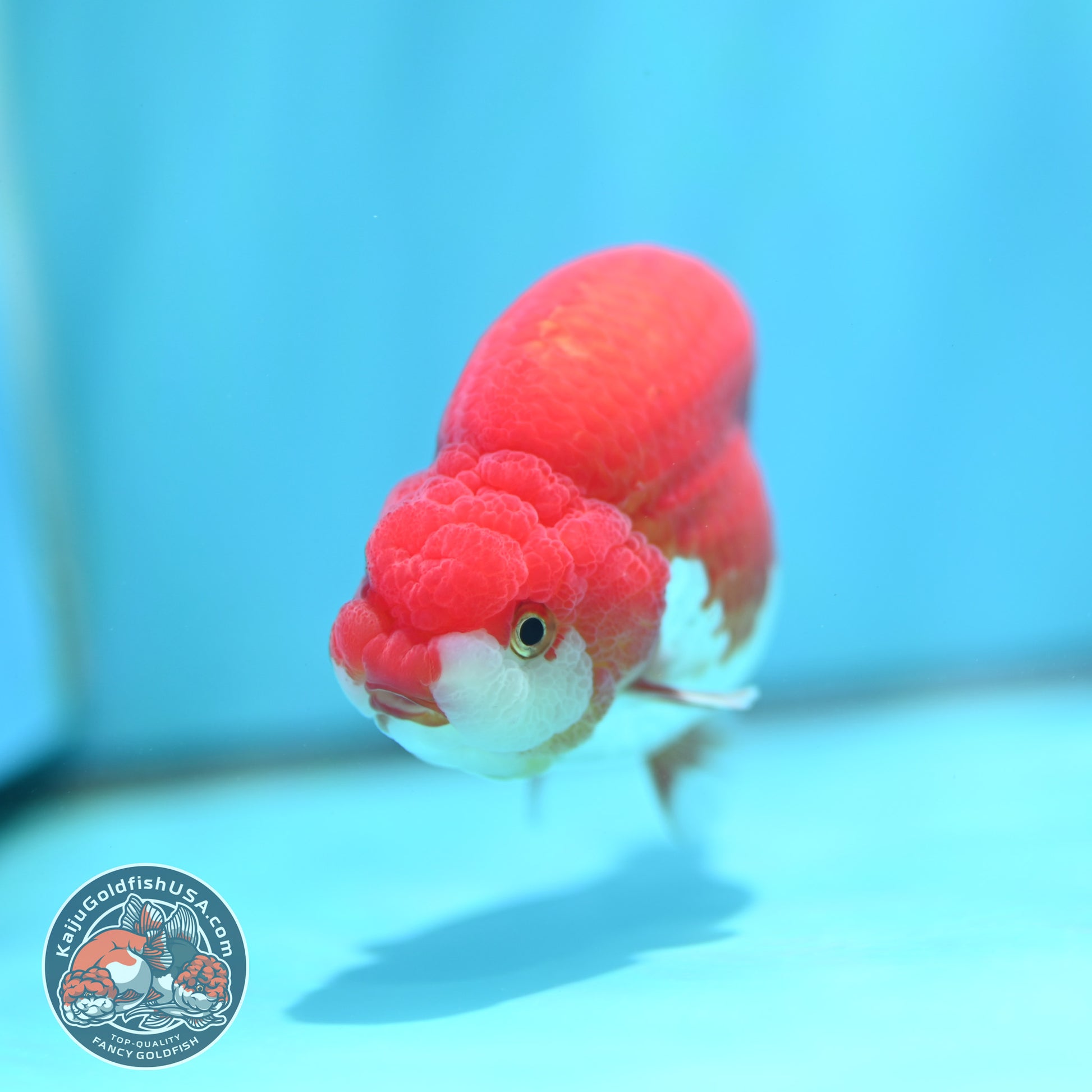 High Back Buffalo Ranchu 3.8 inch Body (260501_RC01)
