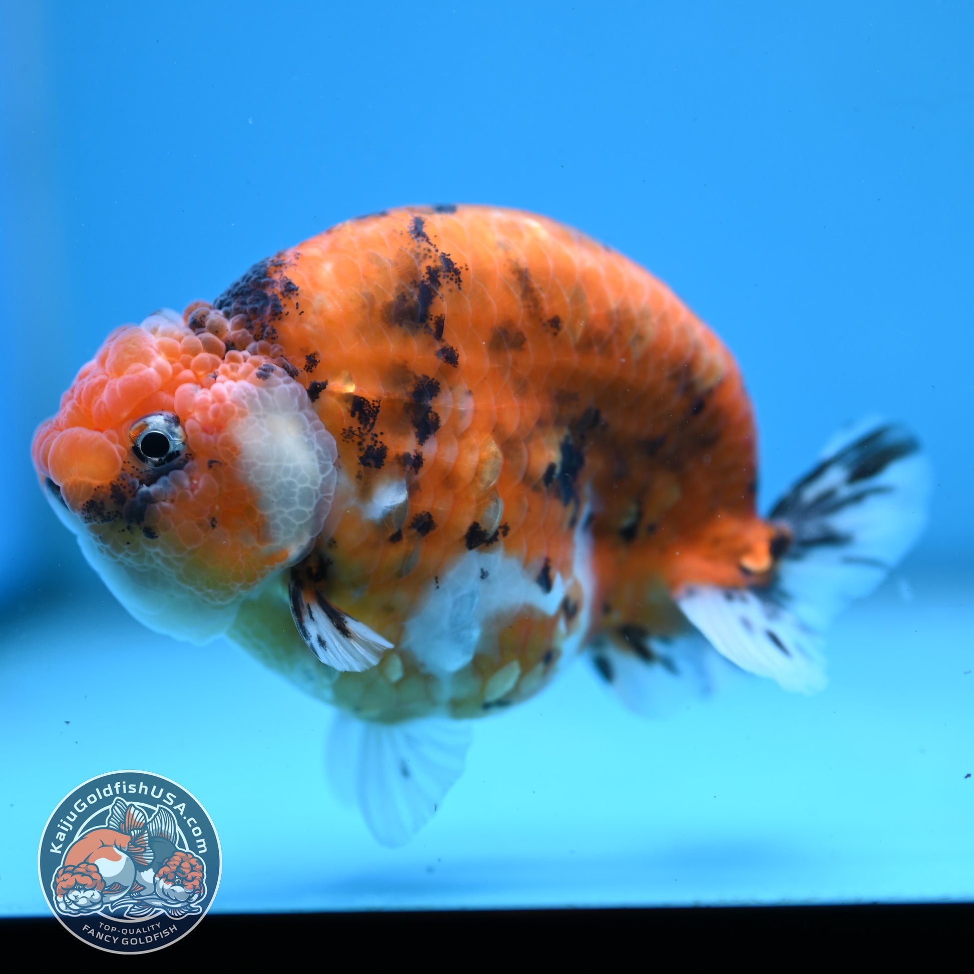 High Back Tiger Ranchu 4 inch Body (251107_RC05)