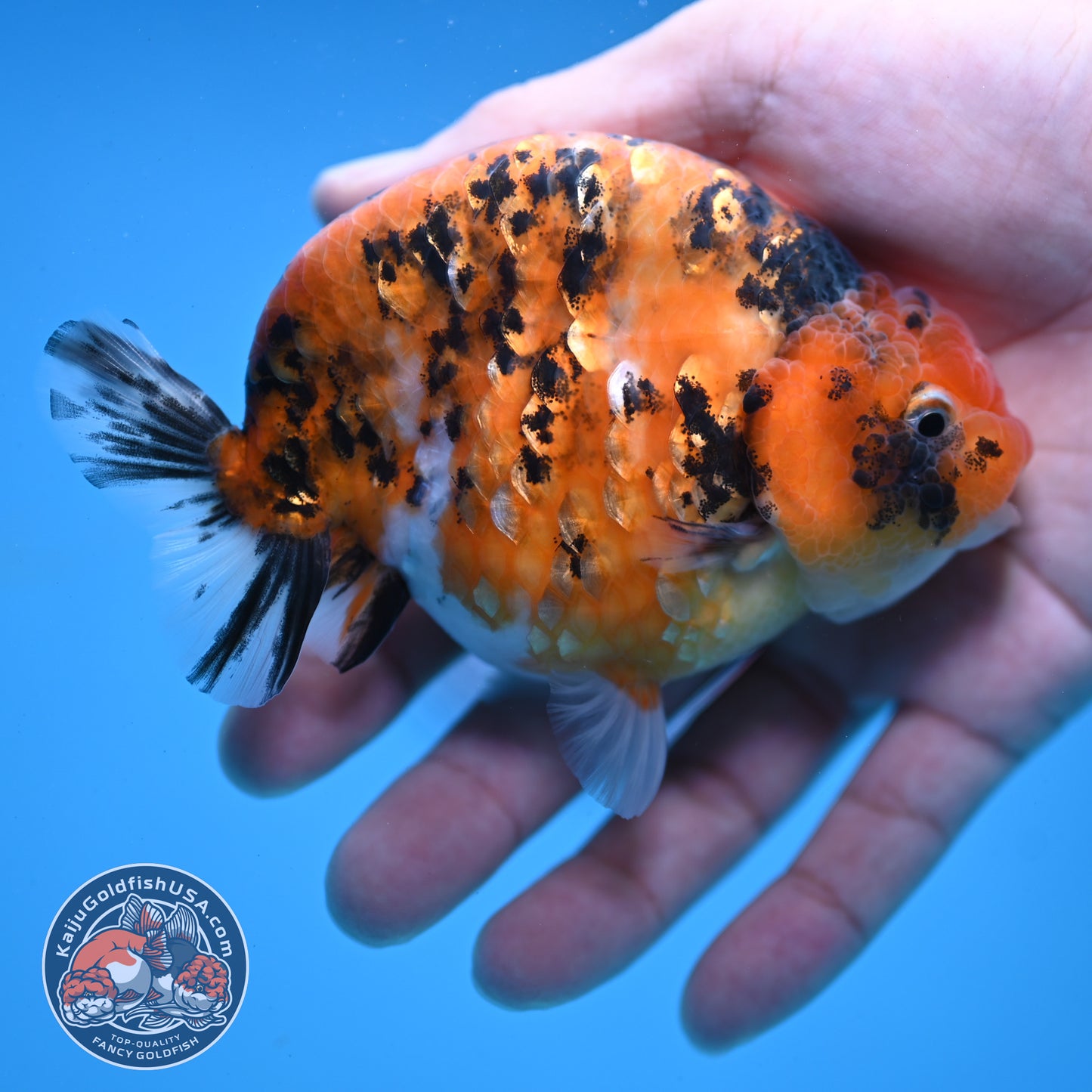 High Back Tiger Ranchu 4 inch Body (251107_RC05)