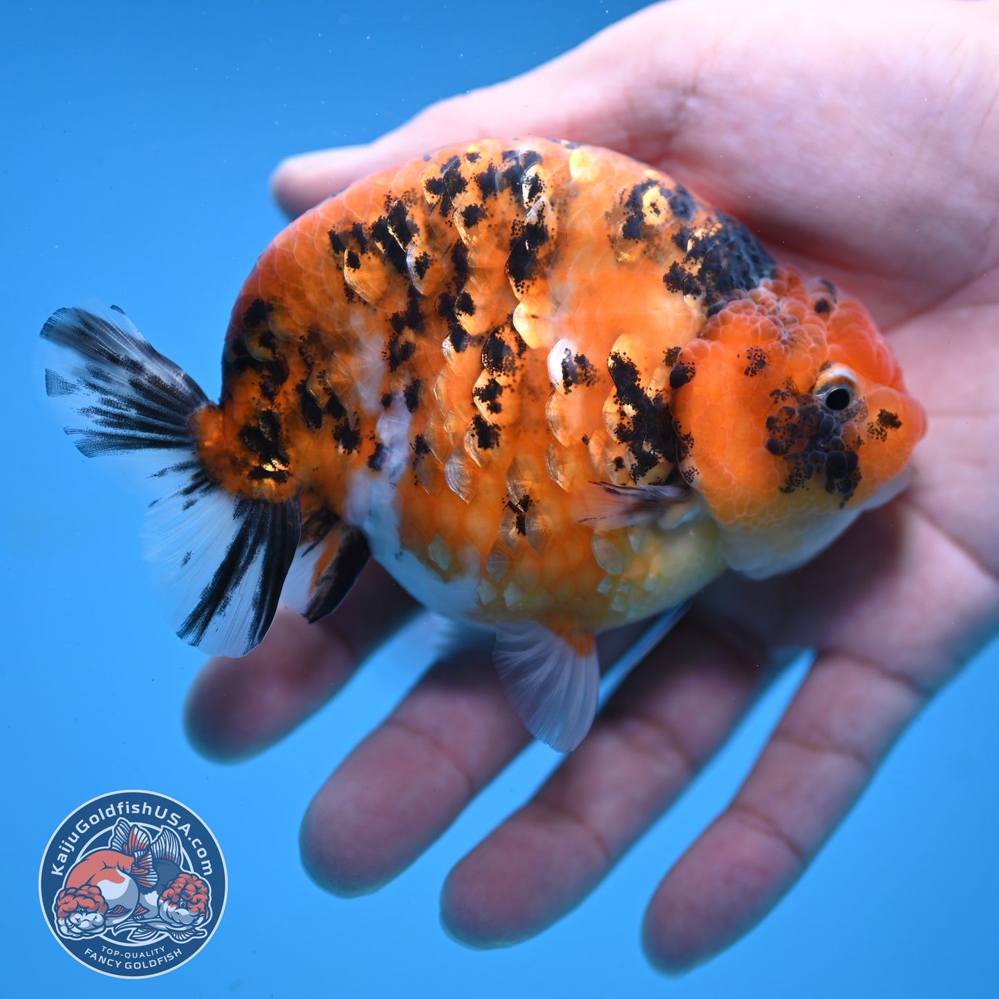 High Back Tiger Ranchu 4 inch Body (251107_RC05)