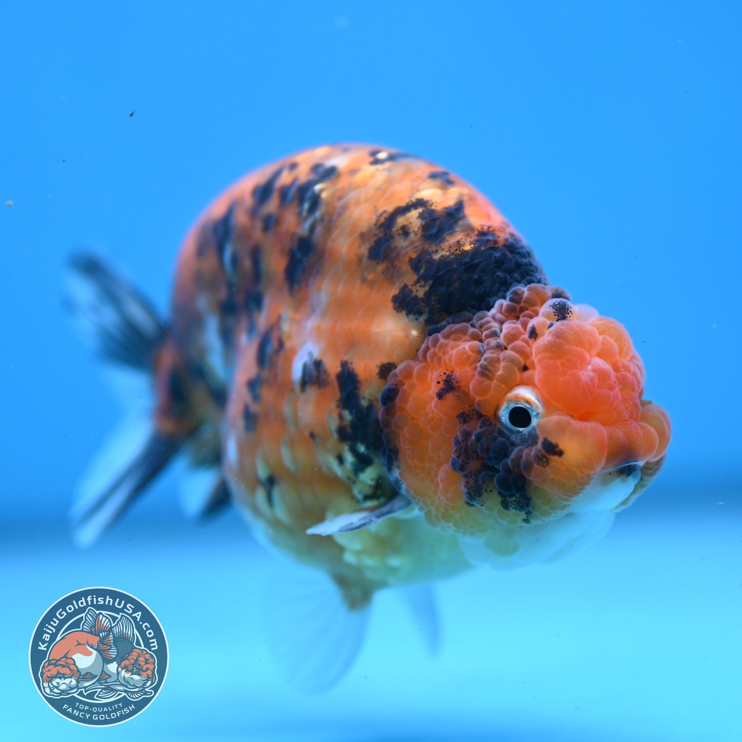 High Back Tiger Ranchu 4 inch Body (251107_RC05)