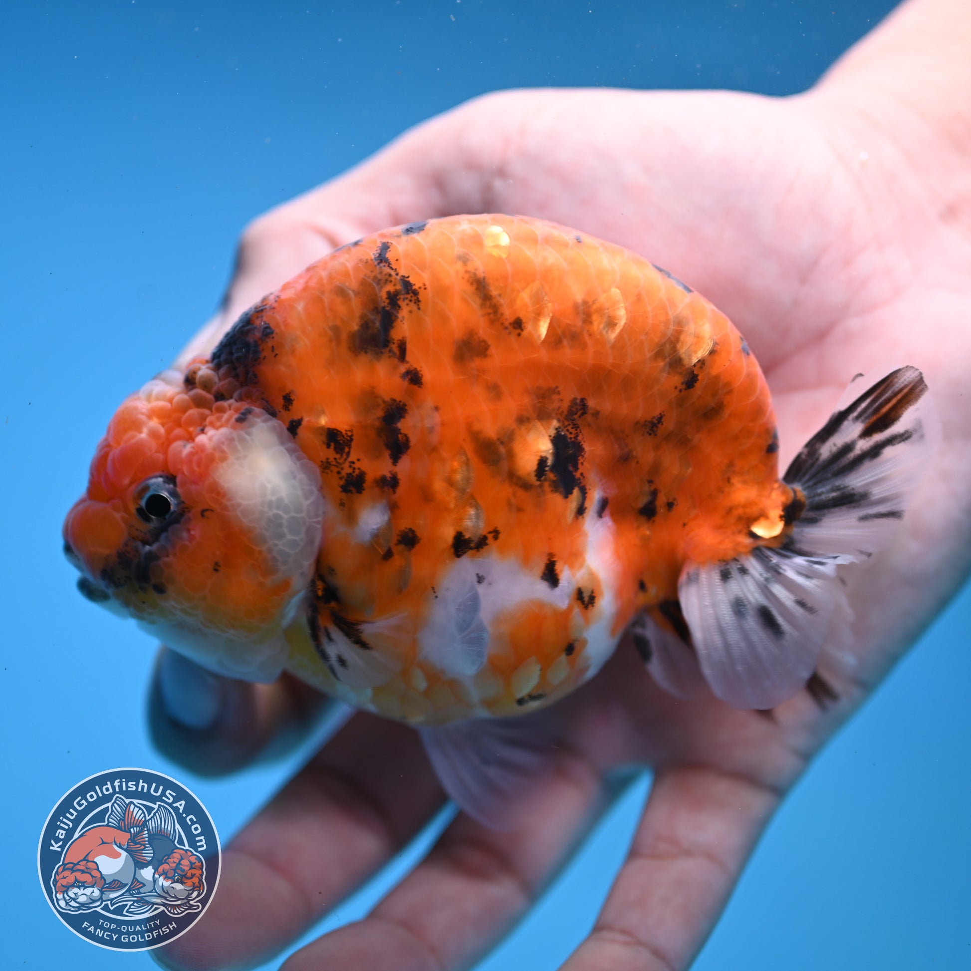 High Back Tiger Ranchu 4 inch Body (251107_RC05)