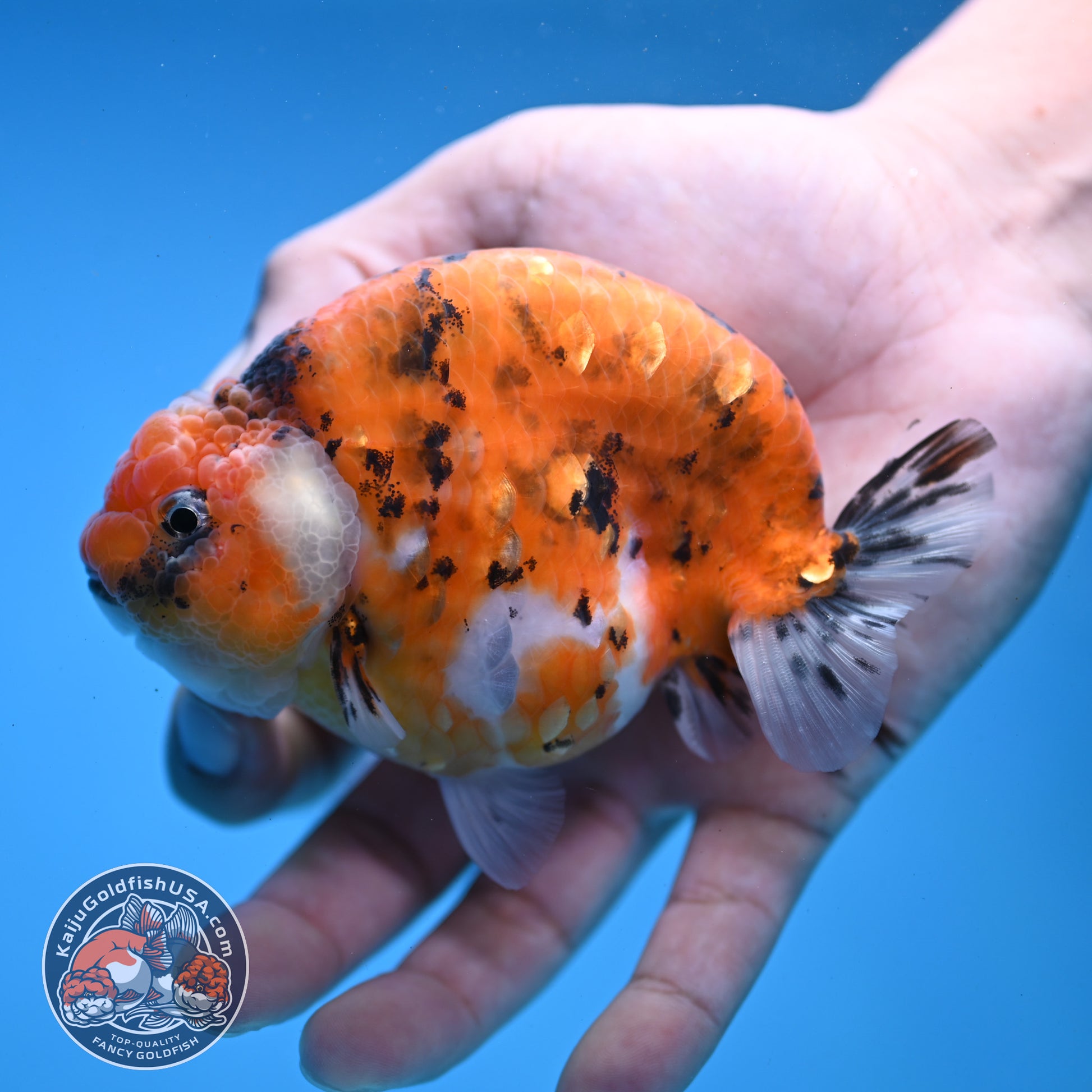 High Back Tiger Ranchu 4 inch Body (251107_RC05)