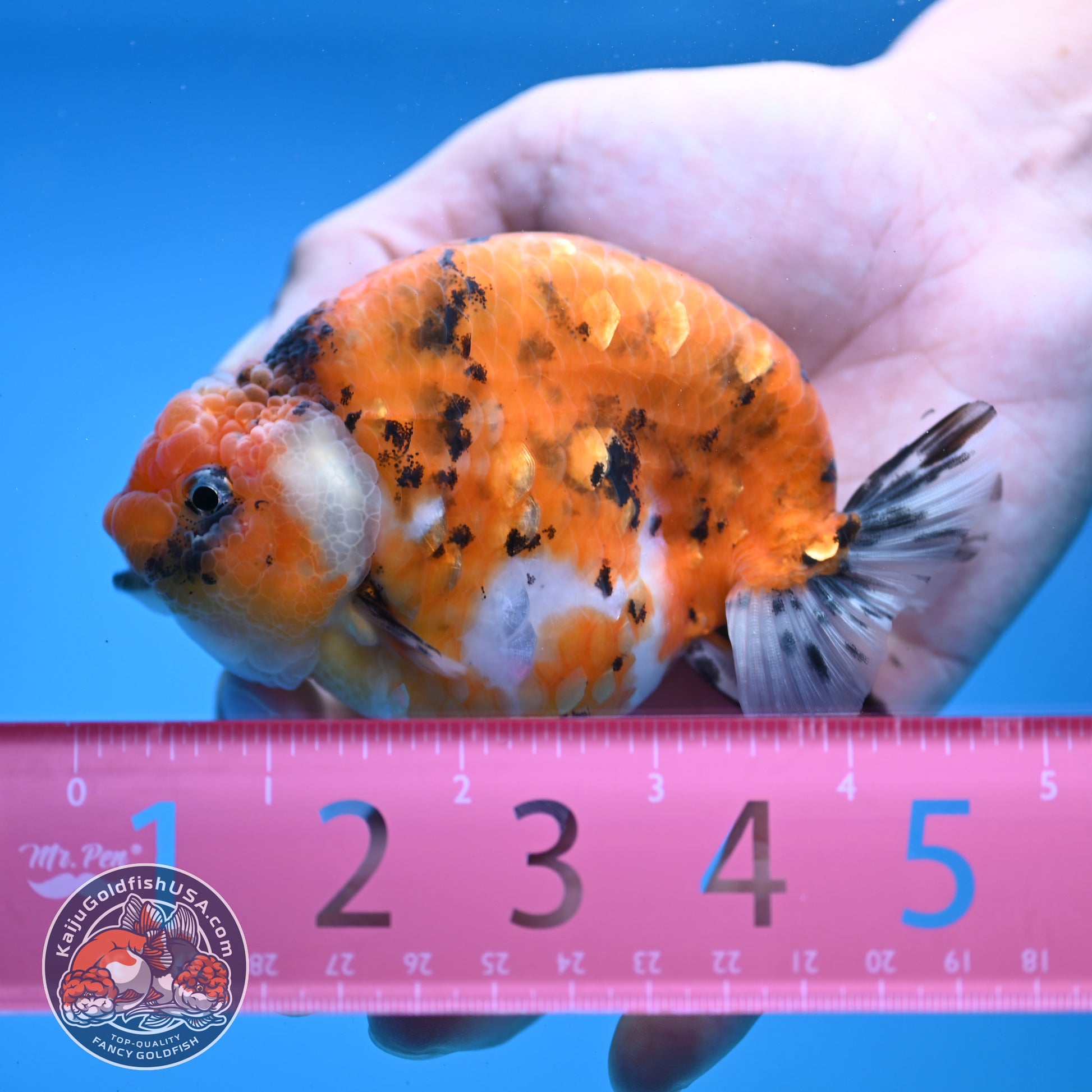 High Back Tiger Ranchu 4 inch Body (251107_RC05)