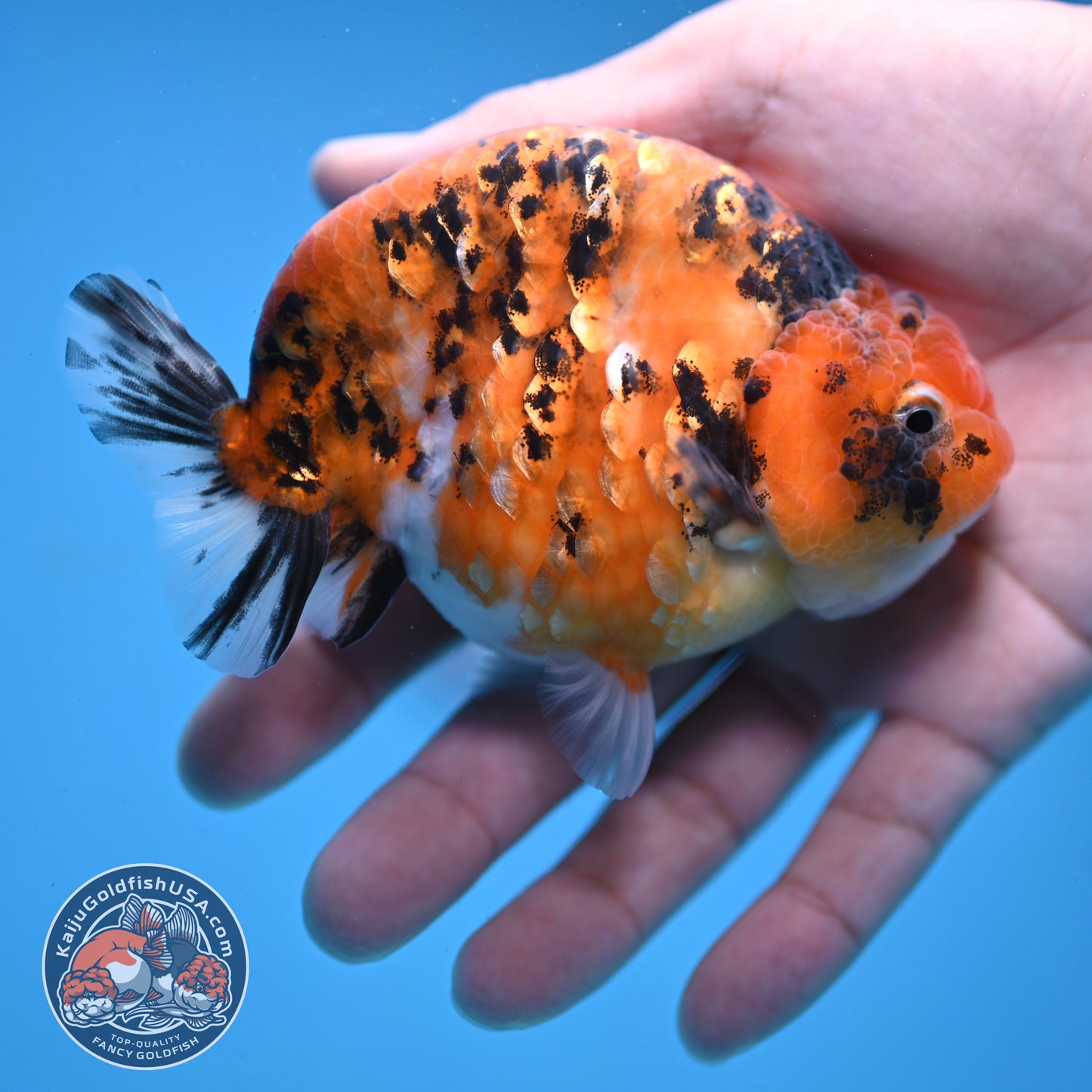 High Back Tiger Ranchu 4 inch Body (251107_RC05)