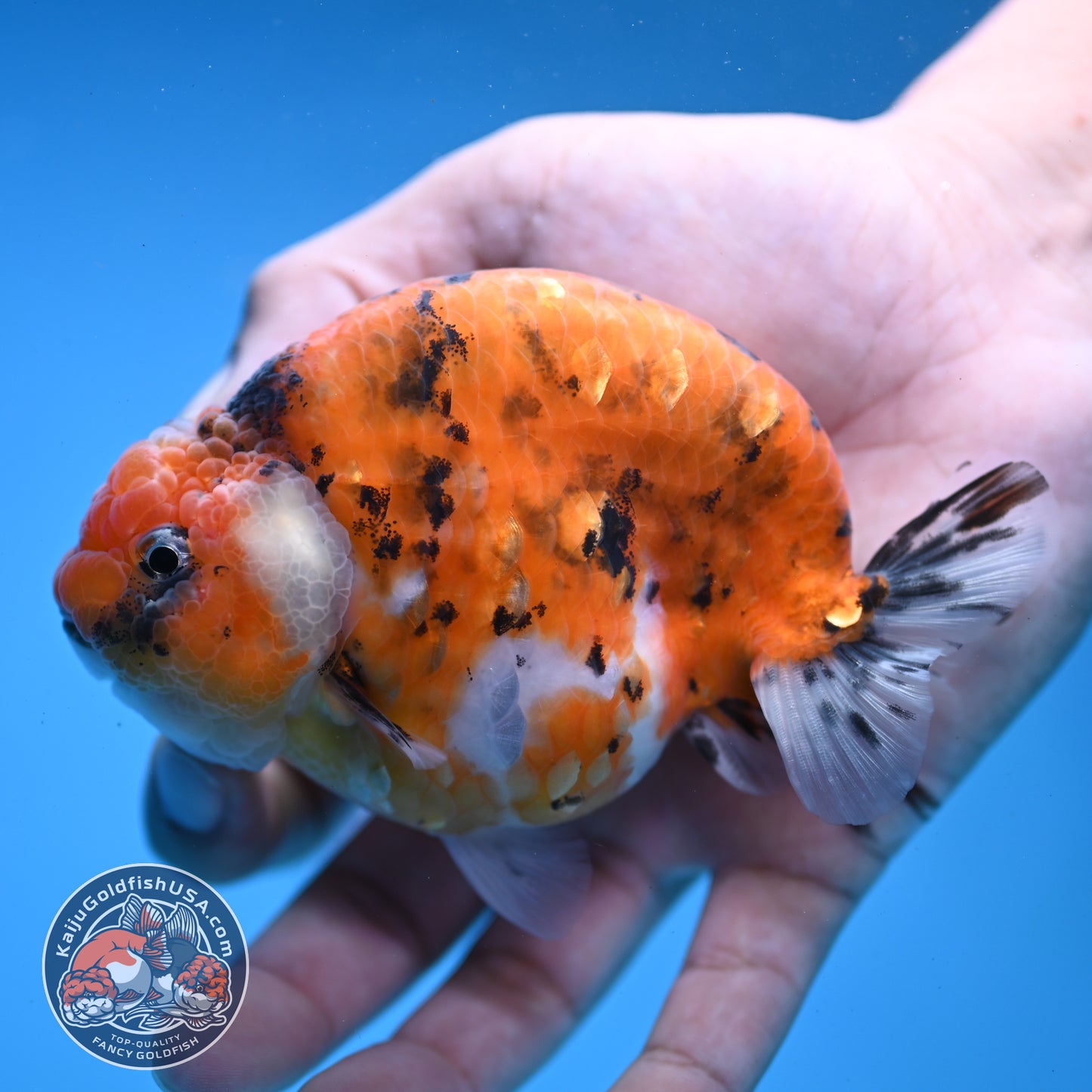 High Back Tiger Ranchu 4 inch Body (251107_RC05)