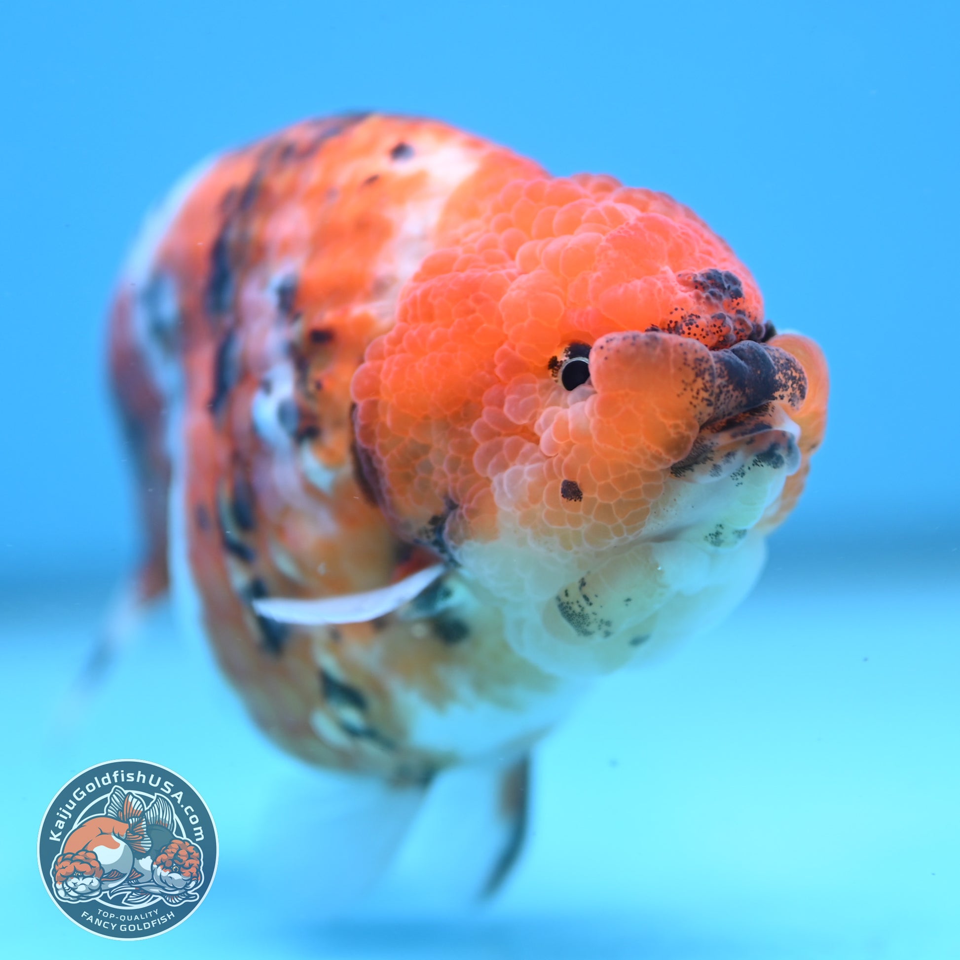 High Back Tiger Ranchu 4 inch Body (251107_RC06)