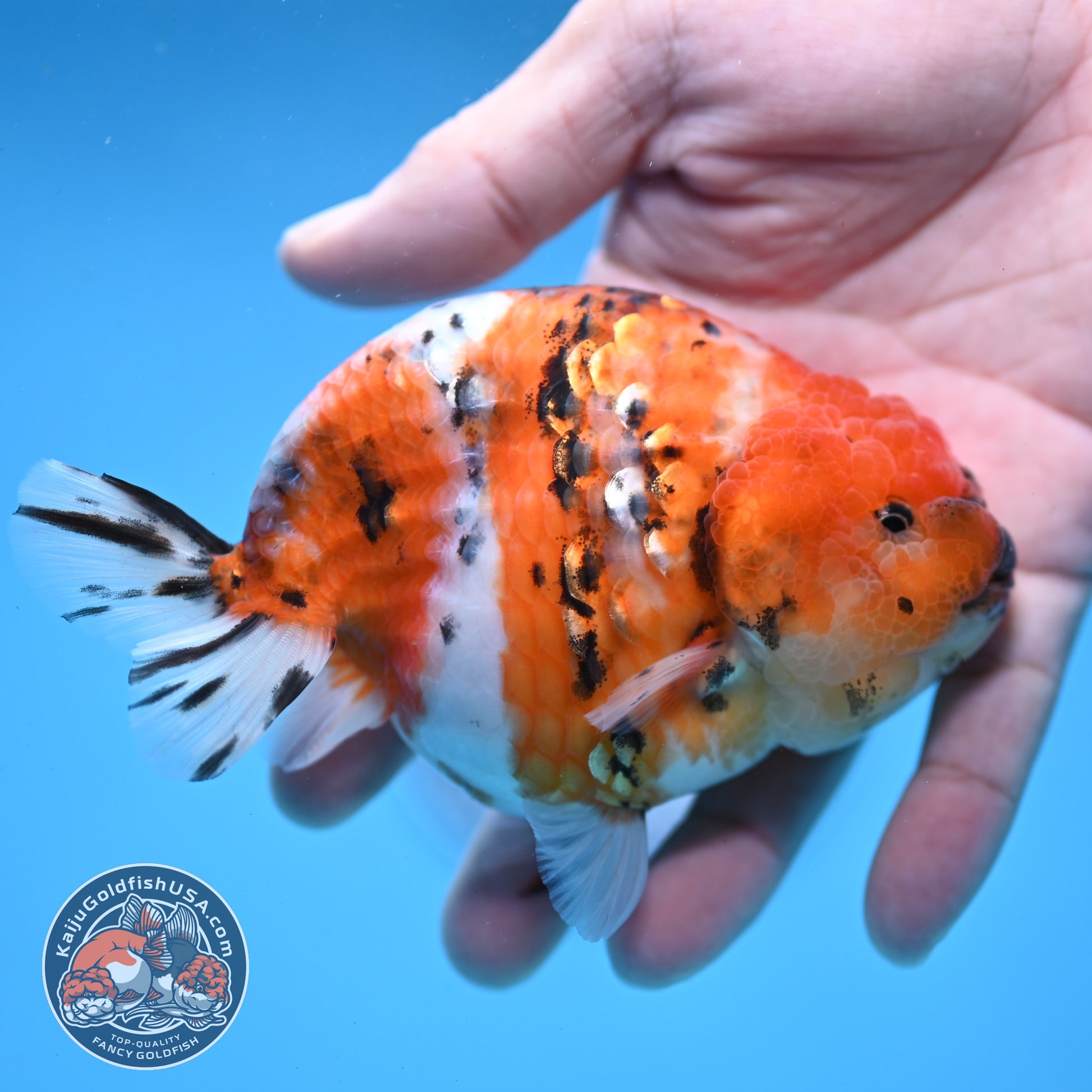 High Back Tiger Ranchu 4 inch Body (251107_RC06)
