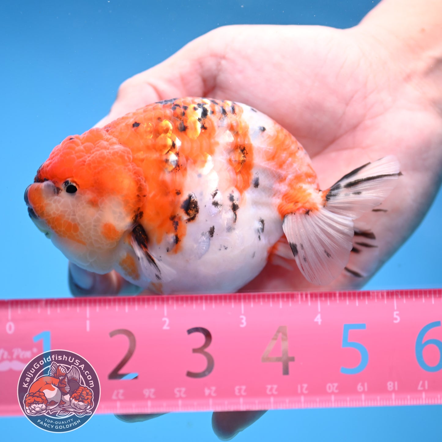 High Back Tiger Ranchu 4 inch Body (251107_RC06)