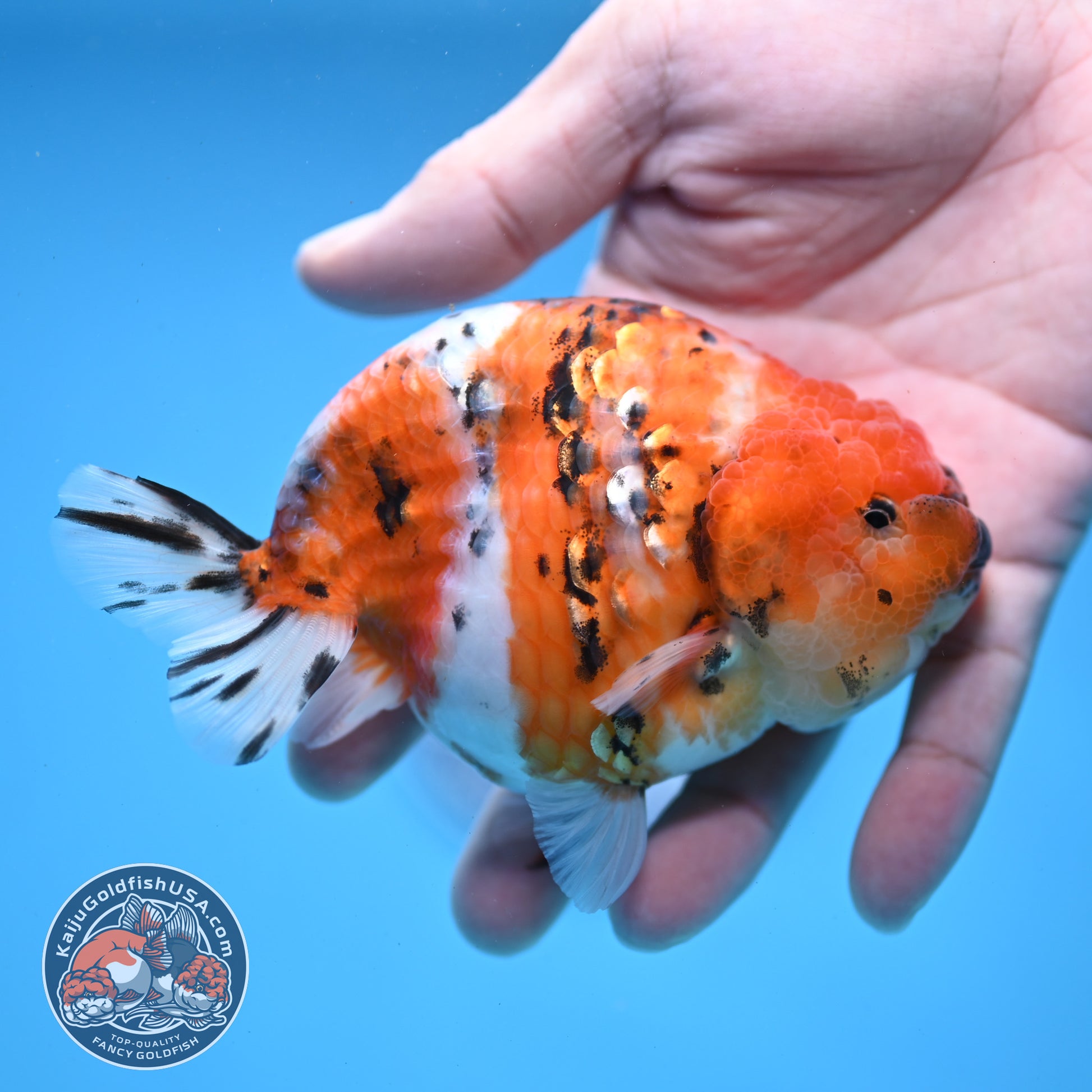 High Back Tiger Ranchu 4 inch Body (251107_RC06)