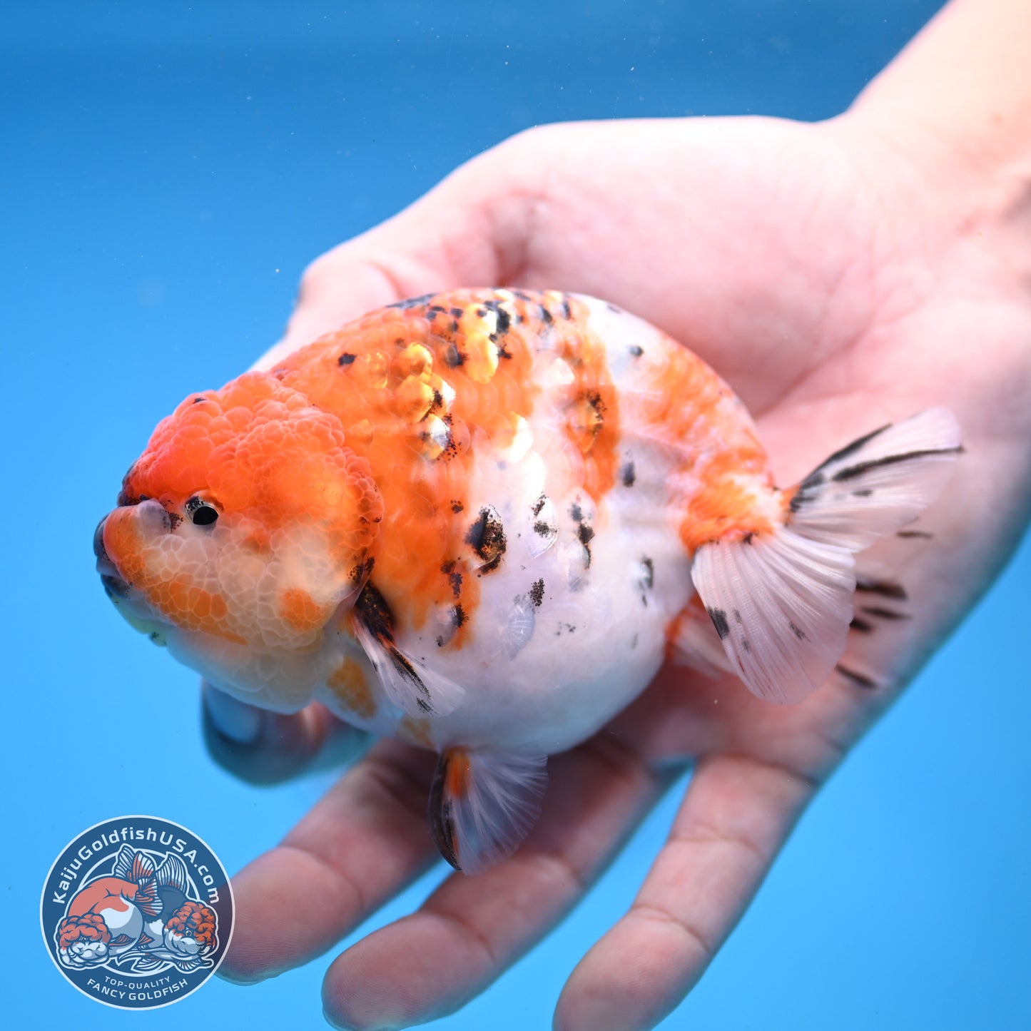 High Back Tiger Ranchu 4 inch Body (251107_RC06)