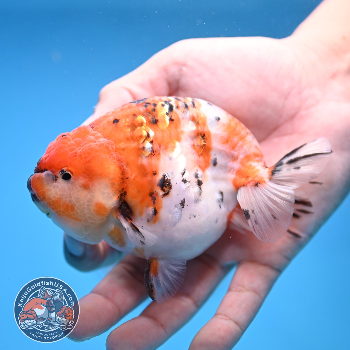 High Back Tiger Ranchu 4 inch Body (251107_RC06)