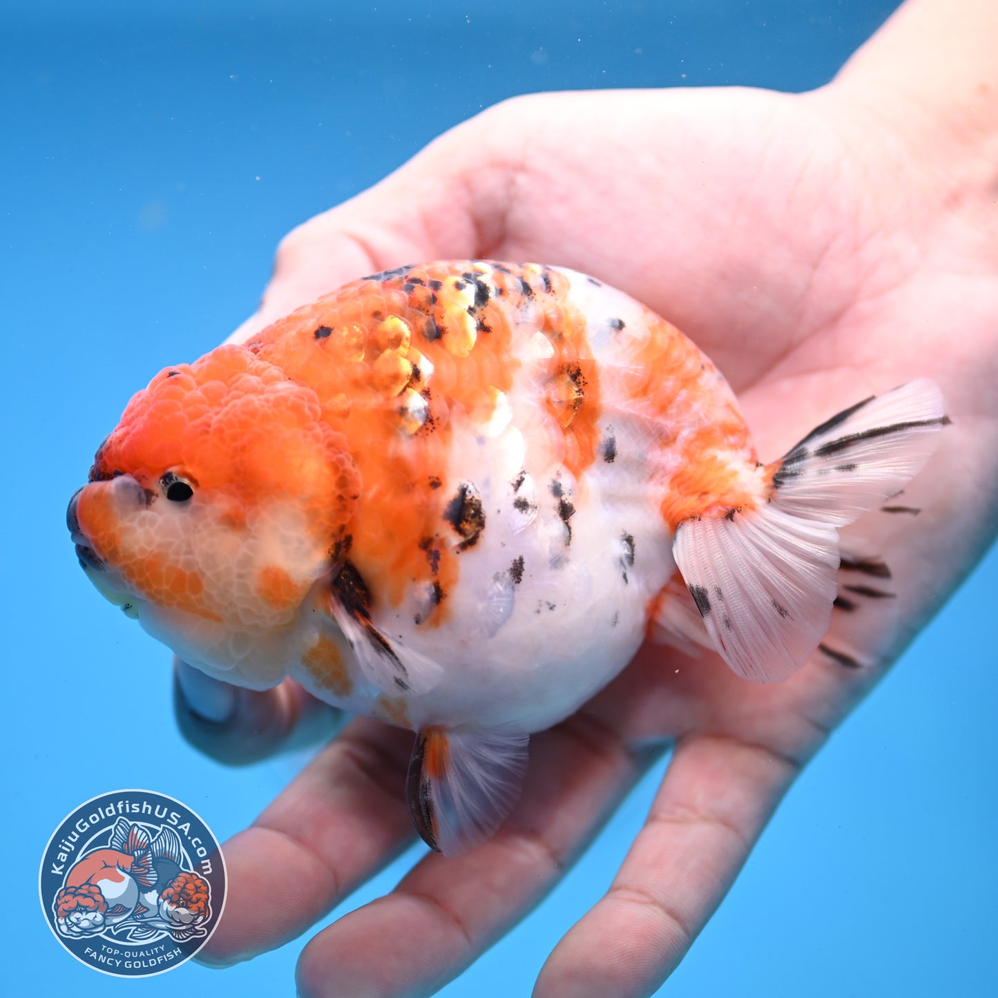 High Back Tiger Ranchu 4 inch Body (251107_RC06)