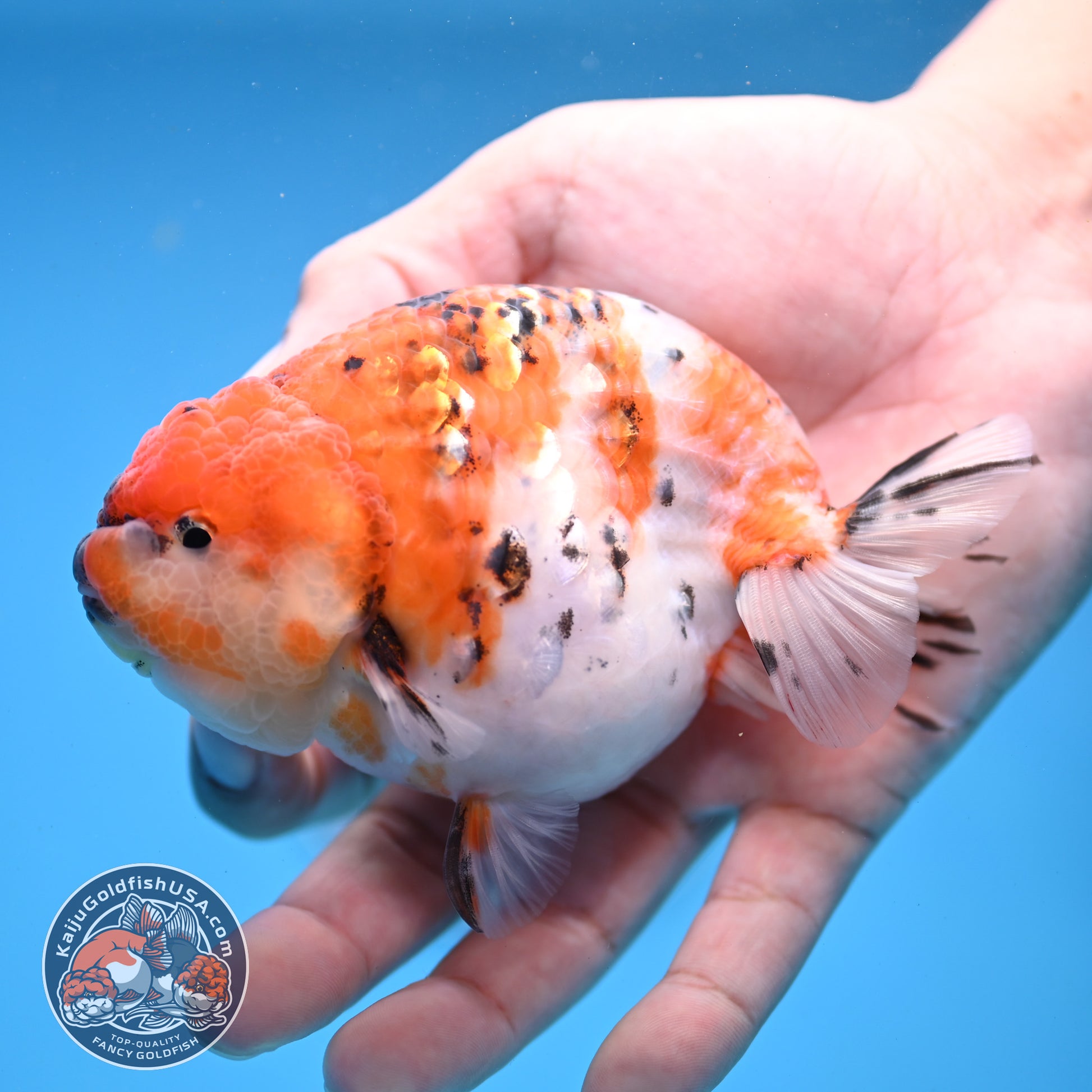 High Back Tiger Ranchu 4 inch Body (251107_RC06)