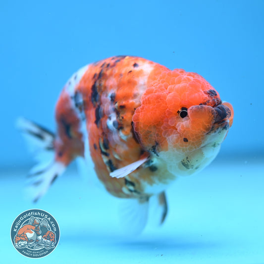 High Back Tiger Ranchu 4 inch Body (251107_RC06)