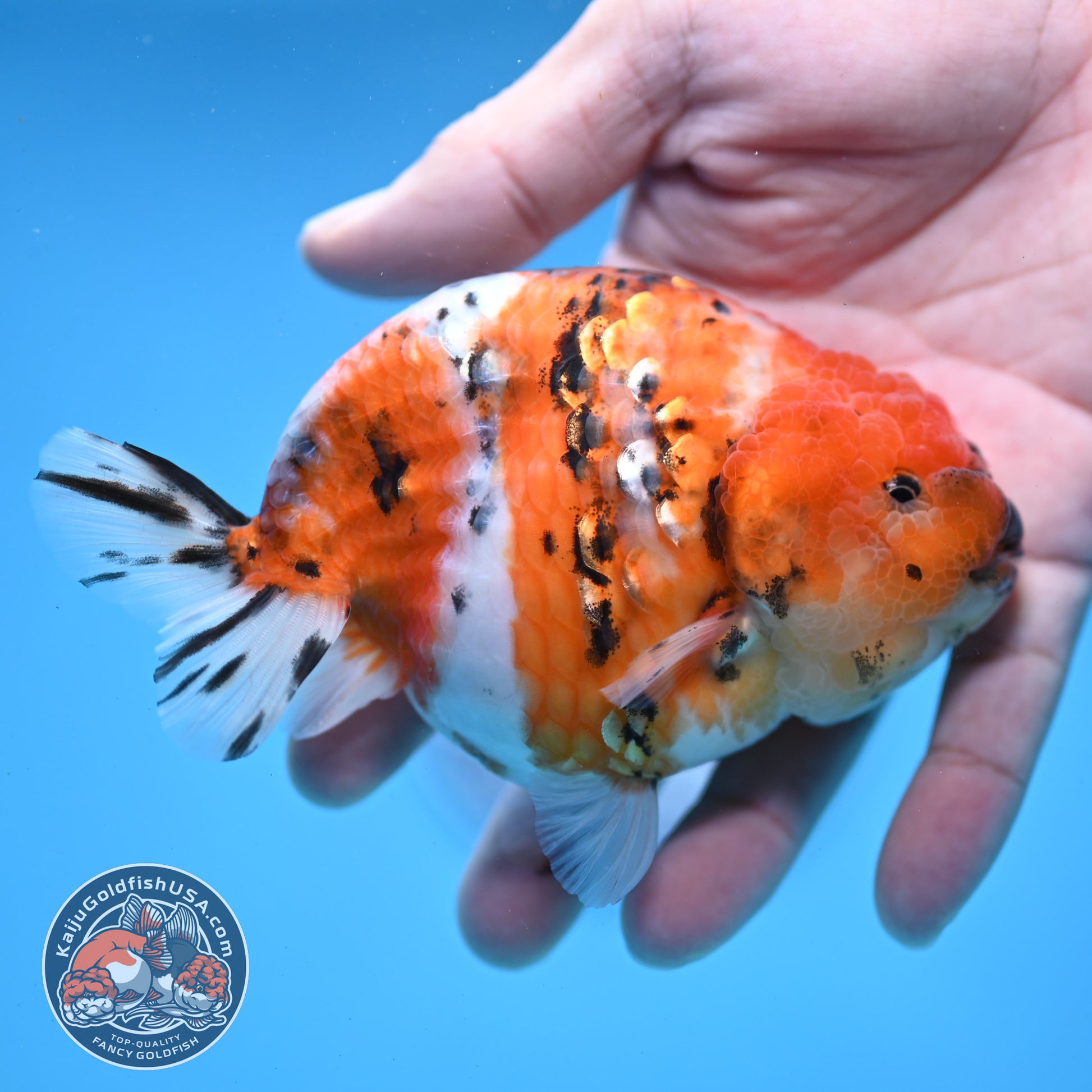 High Back Tiger Ranchu 4 inch Body (251107_RC06)
