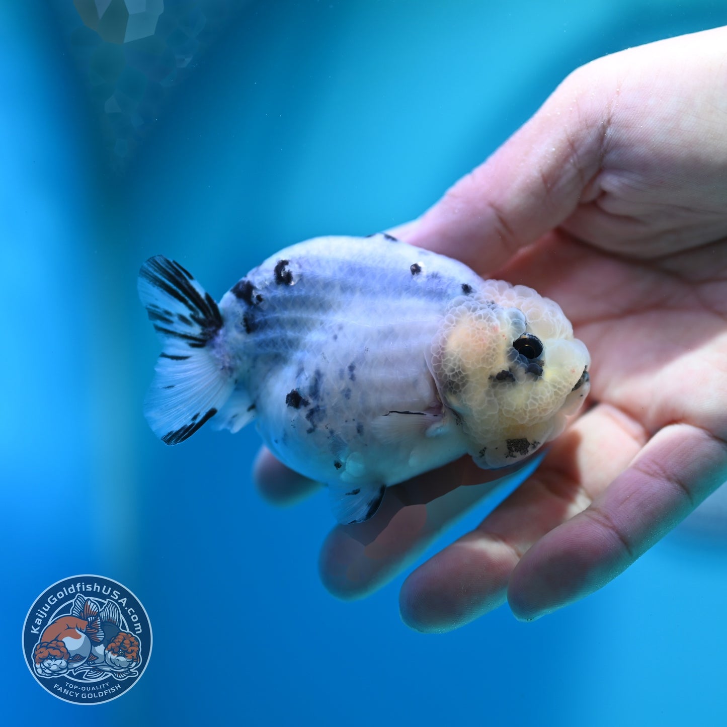 Ink Wash Cow Ranchu 3 inch Body (260612_RC05)