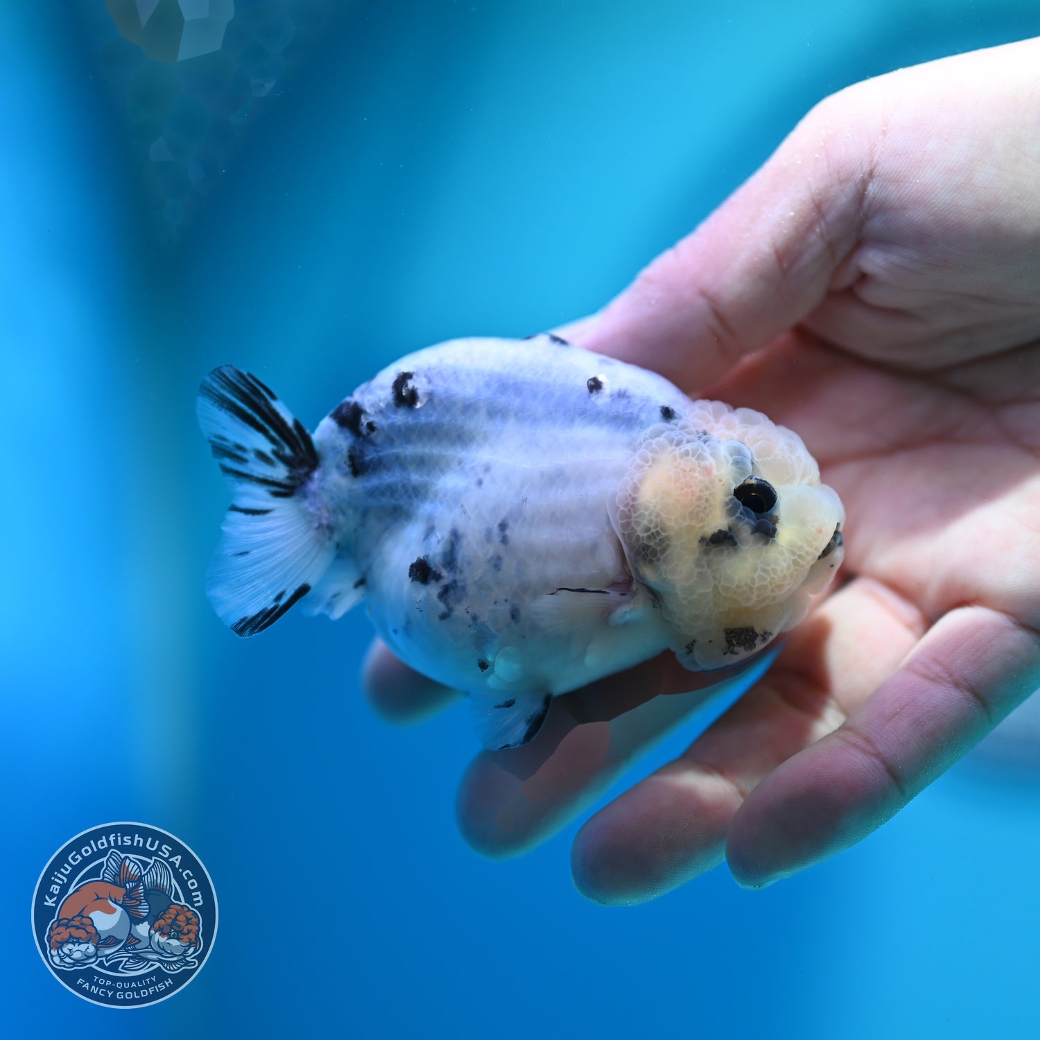 Ink Wash Cow Ranchu 3 inch Body (260612_RC05)