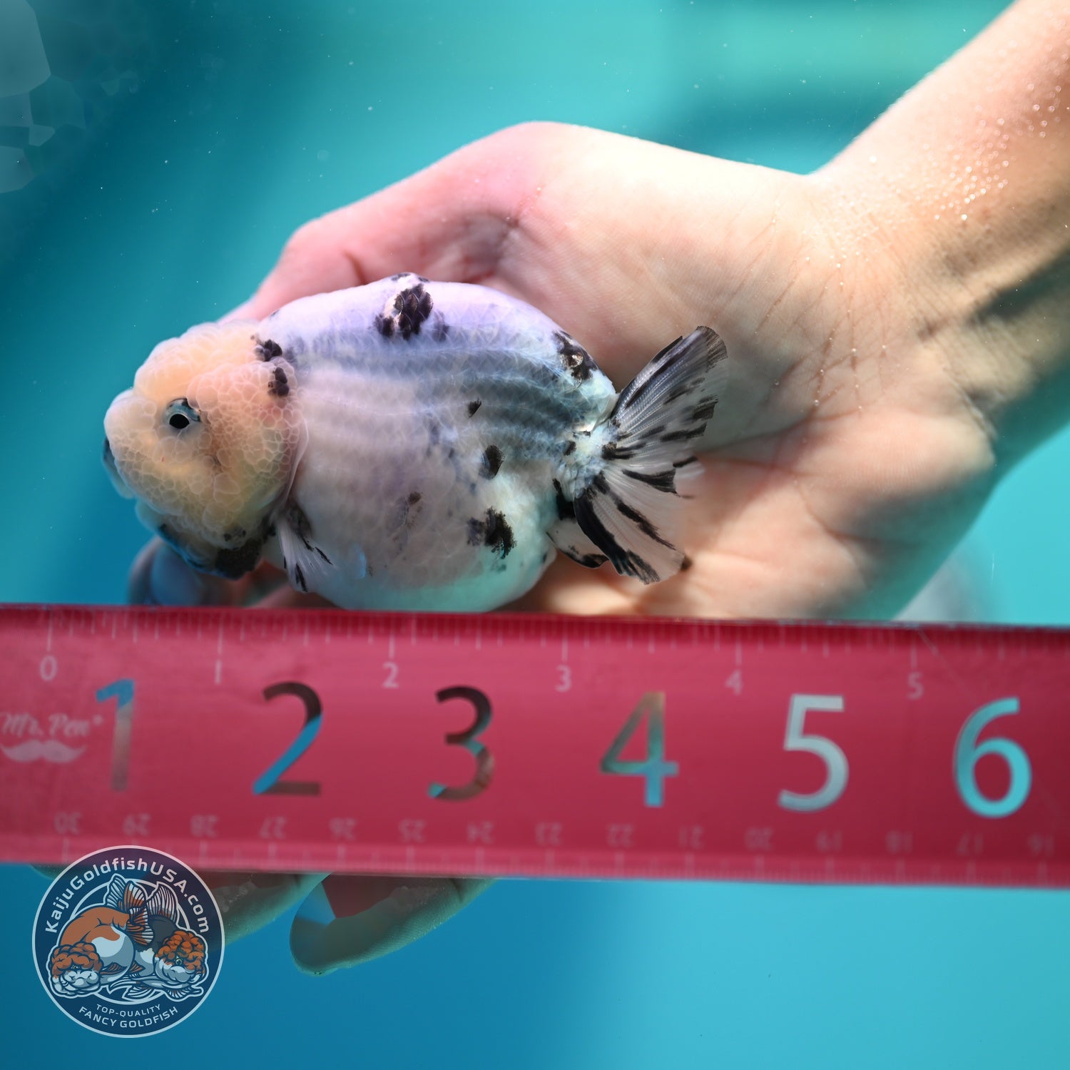 Ink Wash Cow Ranchu 3 inch Body (260612_RC05)