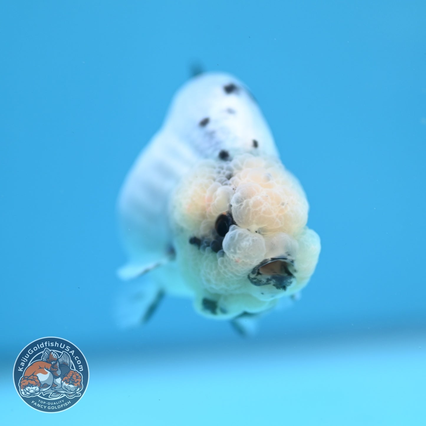 Ink Wash Cow Ranchu 3 inch Body (260612_RC05)