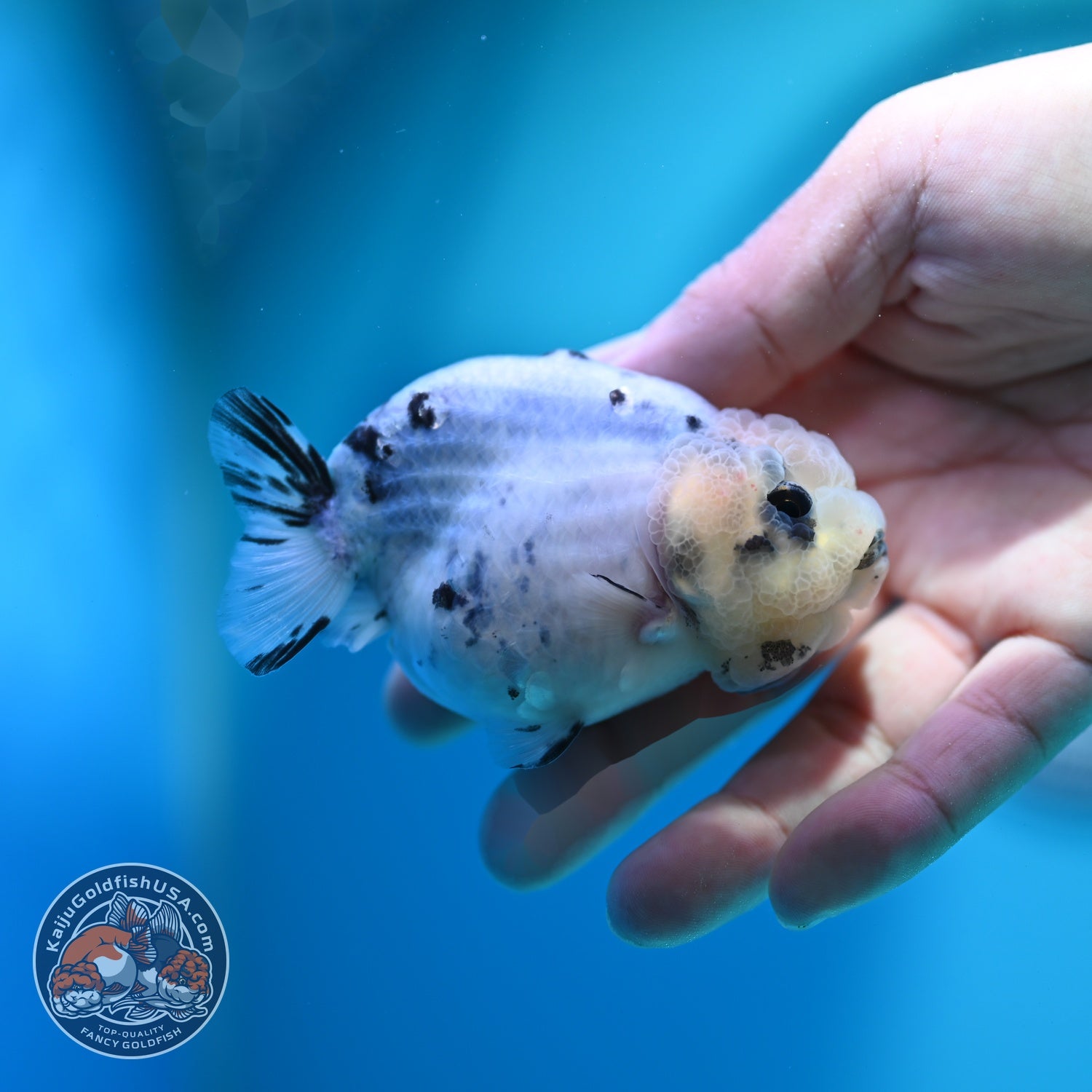 Ink Wash Cow Ranchu 3 inch Body (260612_RC05)
