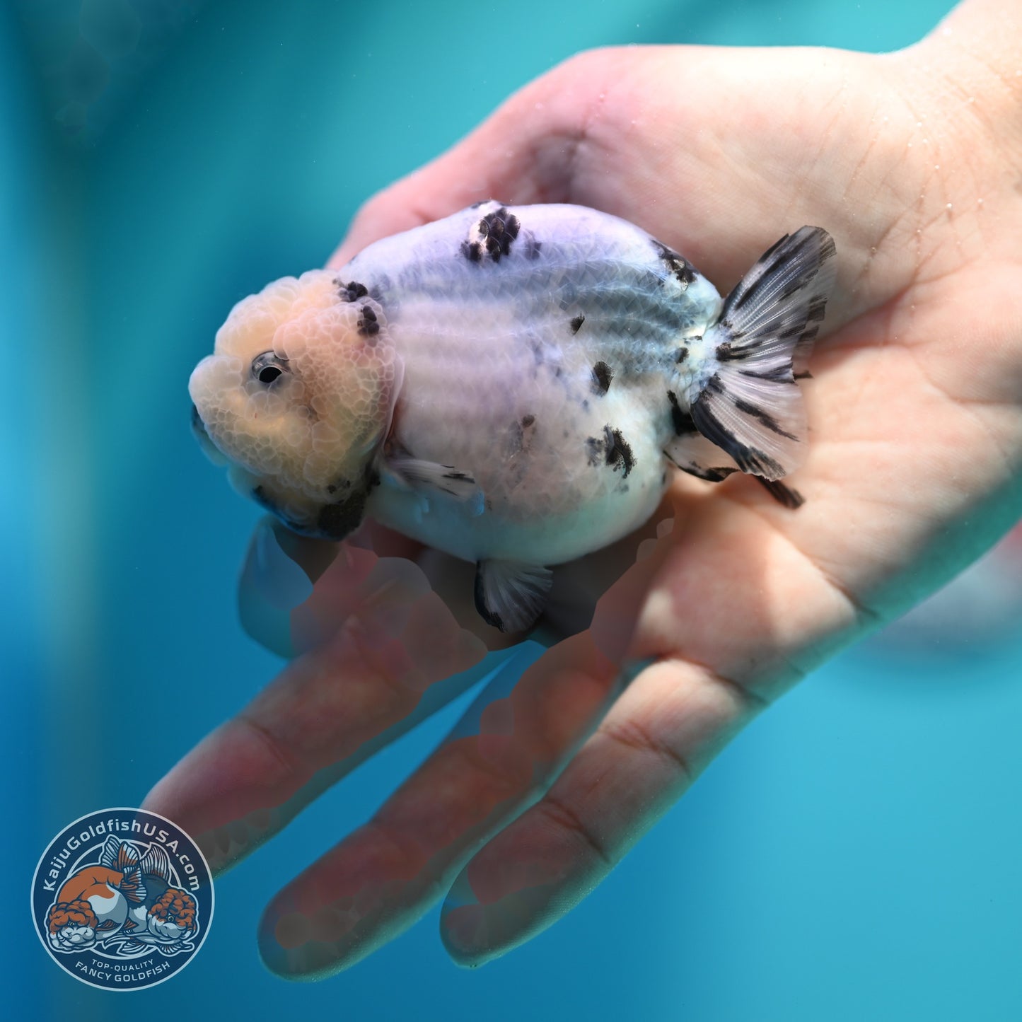 Ink Wash Cow Ranchu 3 inch Body (260612_RC05)