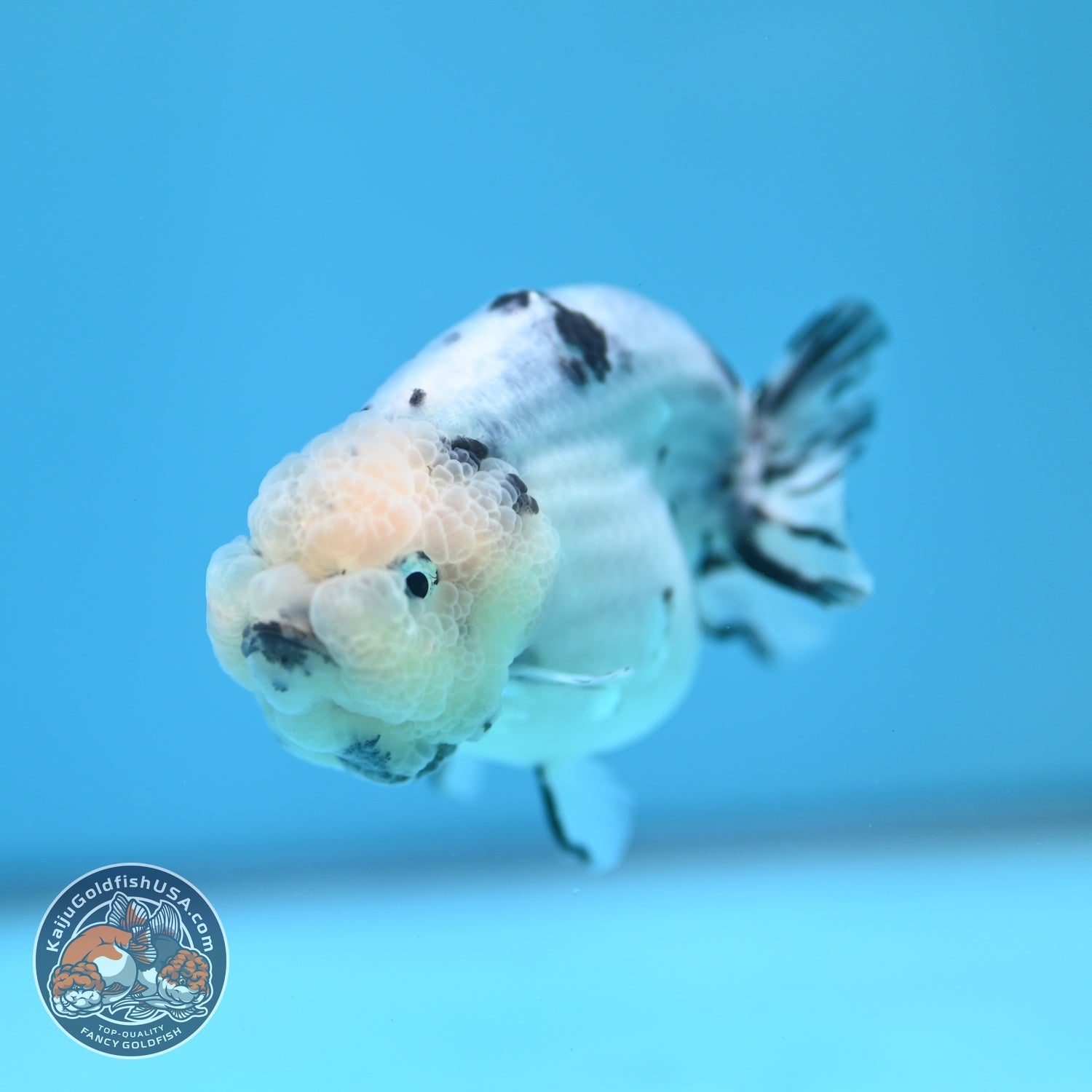Ink Wash Cow Ranchu 3 inch Body (260612_RC05)
