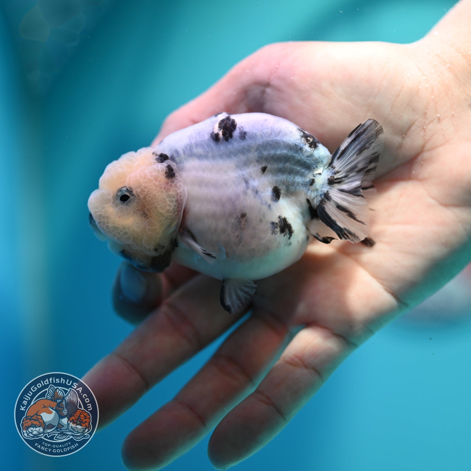 Ink Wash Cow Ranchu 3 inch Body (260612_RC05)