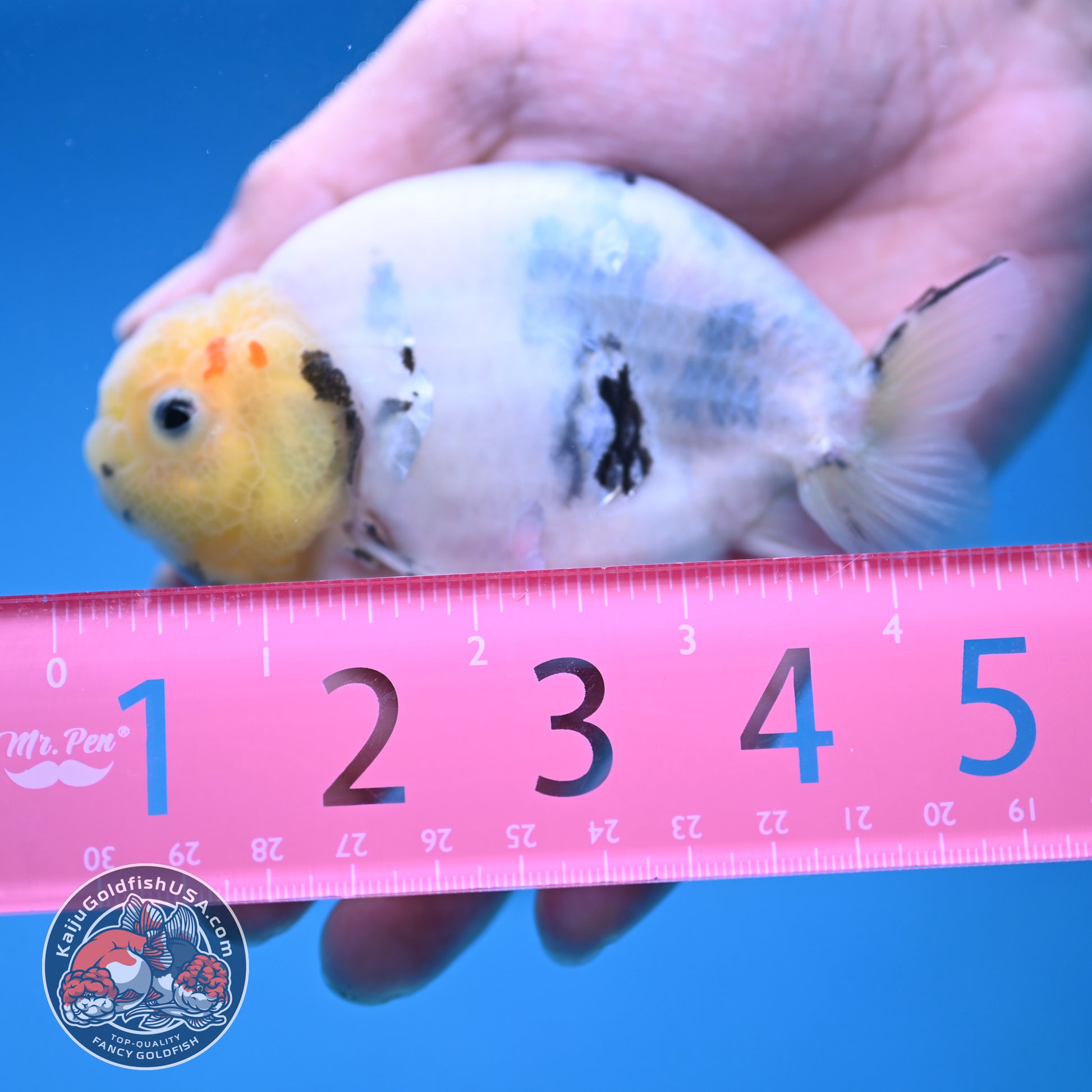 Ink Wash Cow Ranchu 4 inch Body (251121_RC05)