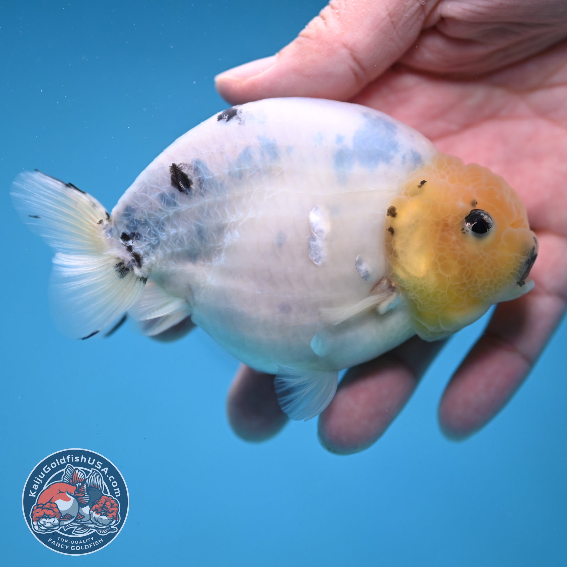 Ink Wash Cow Ranchu 4 inch Body (251121_RC05)