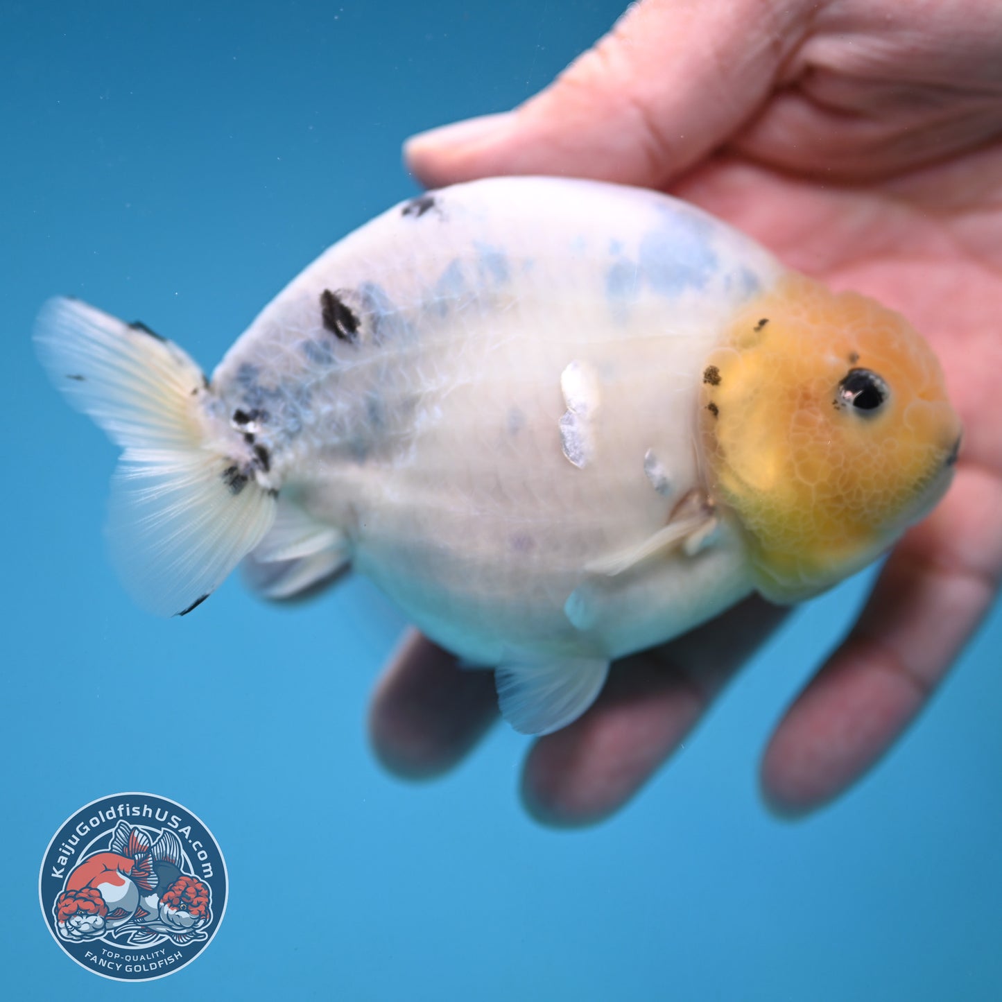 Ink Wash Cow Ranchu 4 inch Body (251121_RC05)