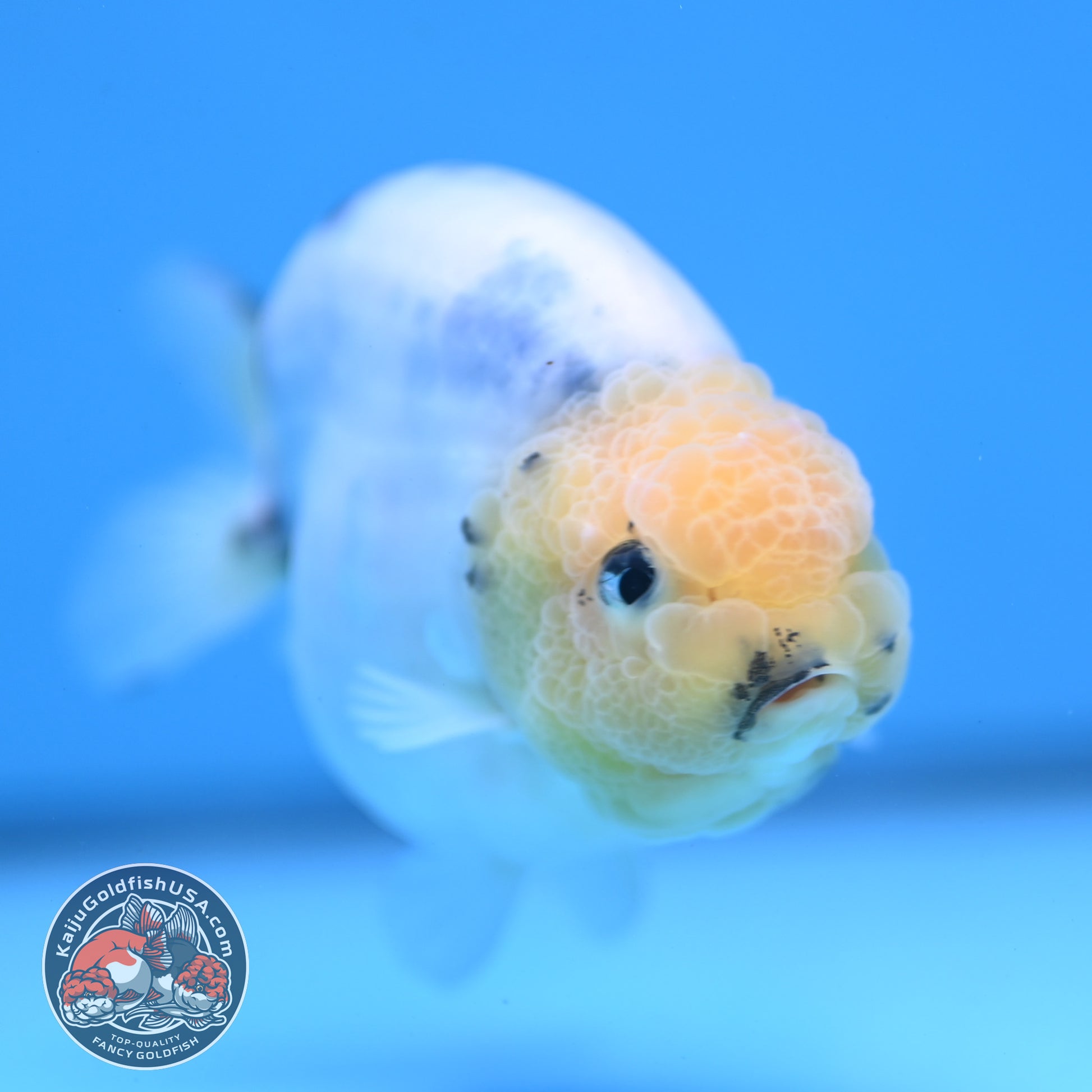 Ink Wash Cow Ranchu 4 inch Body (251121_RC05)