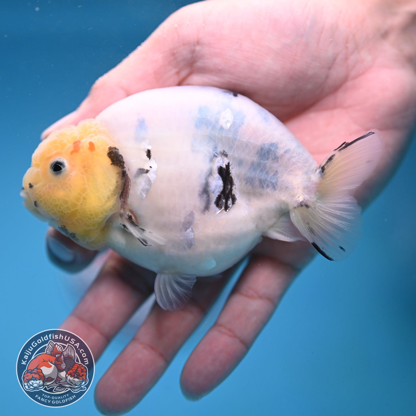 Ink Wash Cow Ranchu 4 inch Body (251121_RC05)