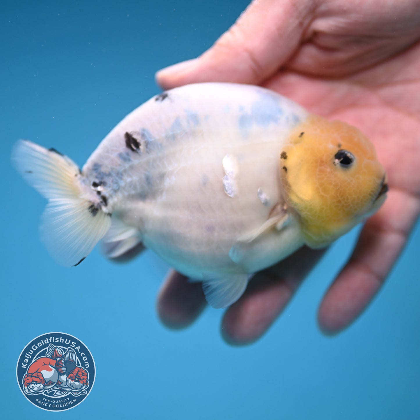 Ink Wash Cow Ranchu 4 inch Body (251121_RC05)