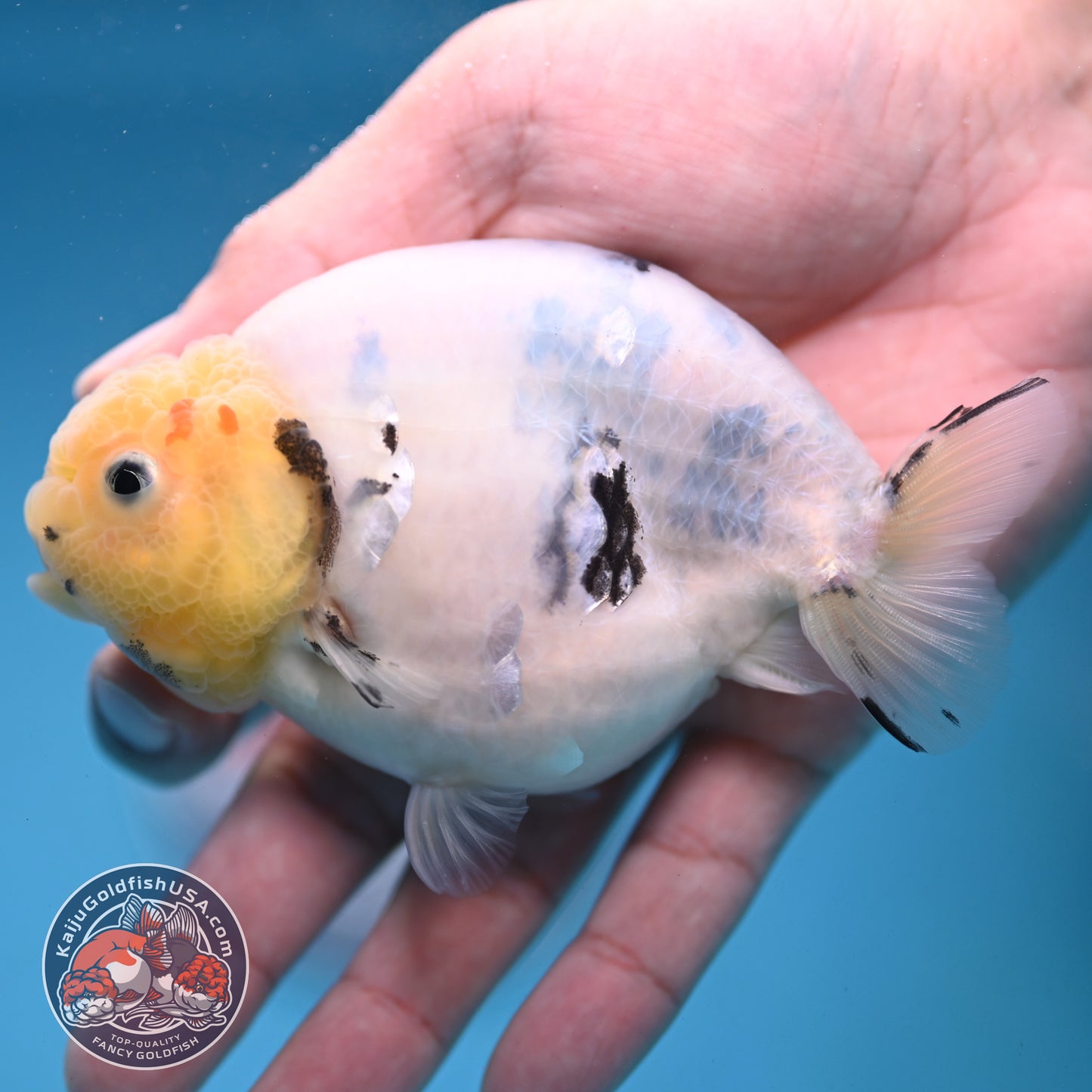 Ink Wash Cow Ranchu 4 inch Body (251121_RC05)