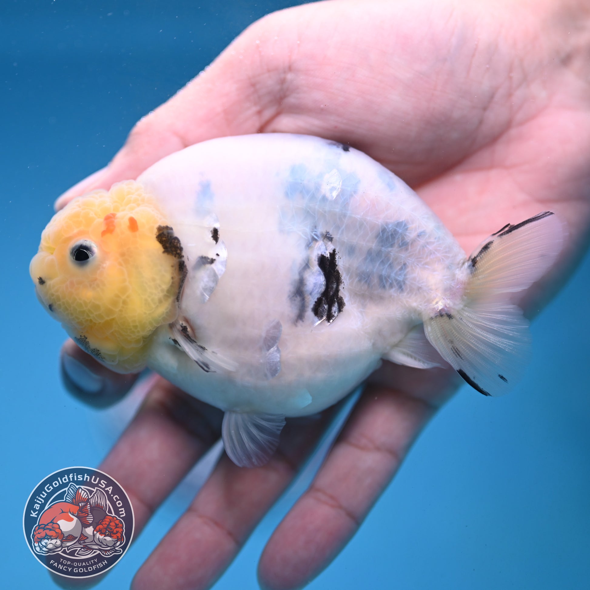 Ink Wash Cow Ranchu 4 inch Body (251121_RC05)
