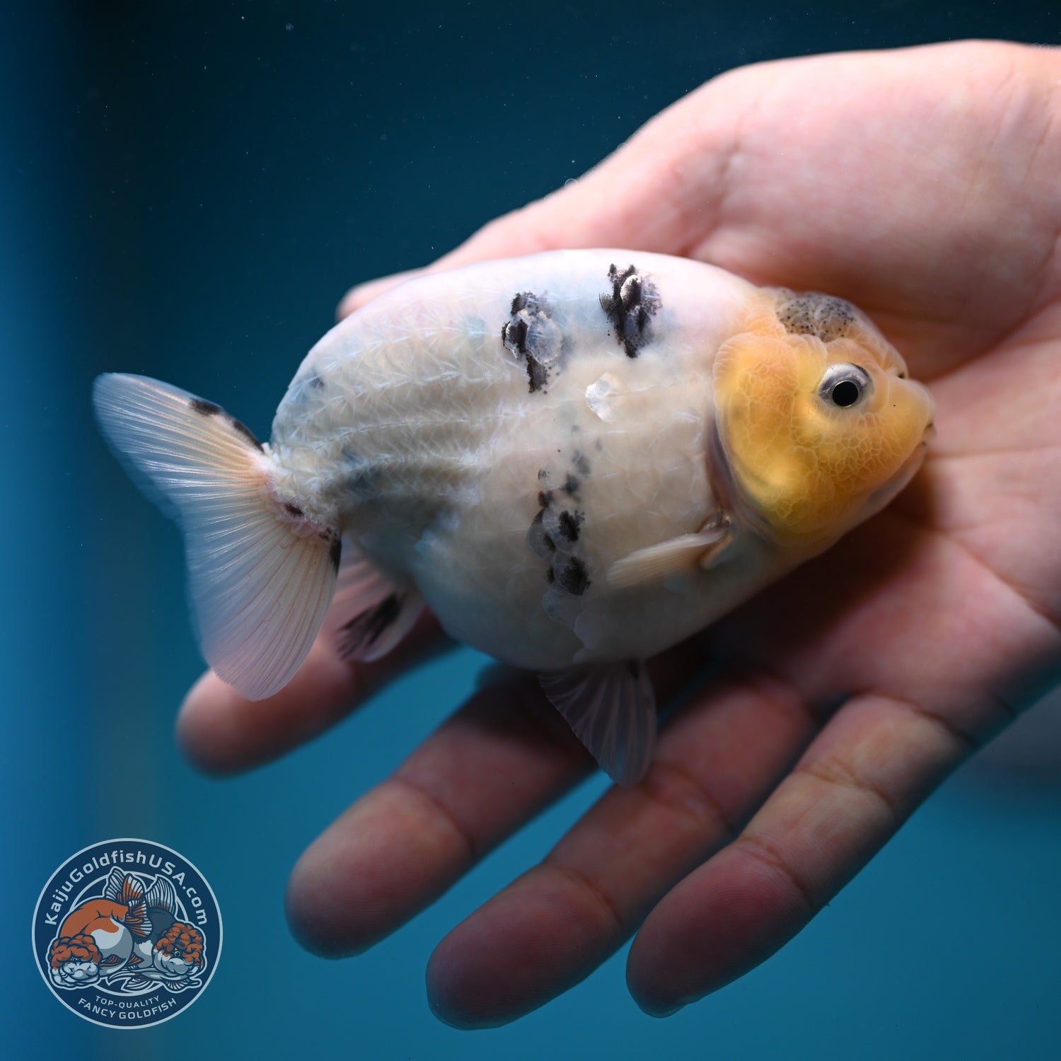 Ink Wash Cow Ranchu 4 inch Body (260821_RC06)