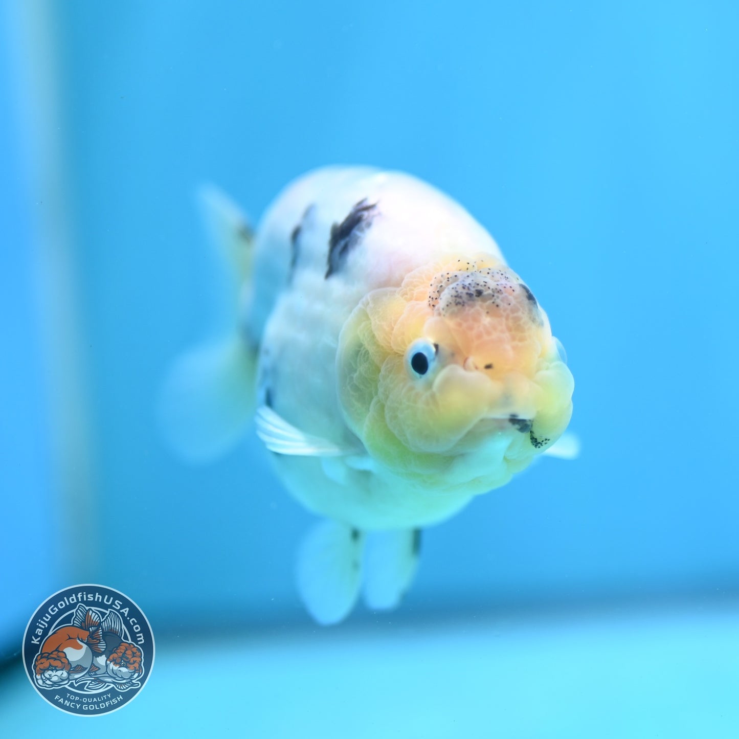 Ink Wash Cow Ranchu 4 inch Body (260821_RC06)