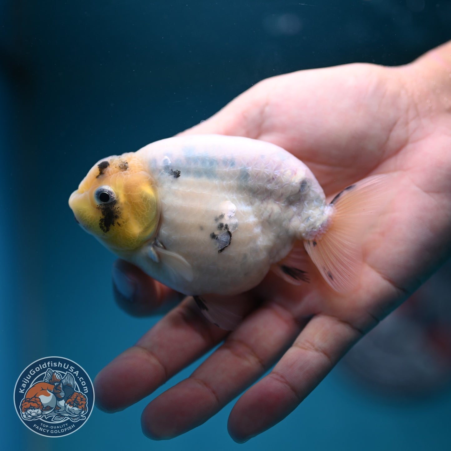 Ink Wash Cow Ranchu 4 inch Body (260821_RC06)