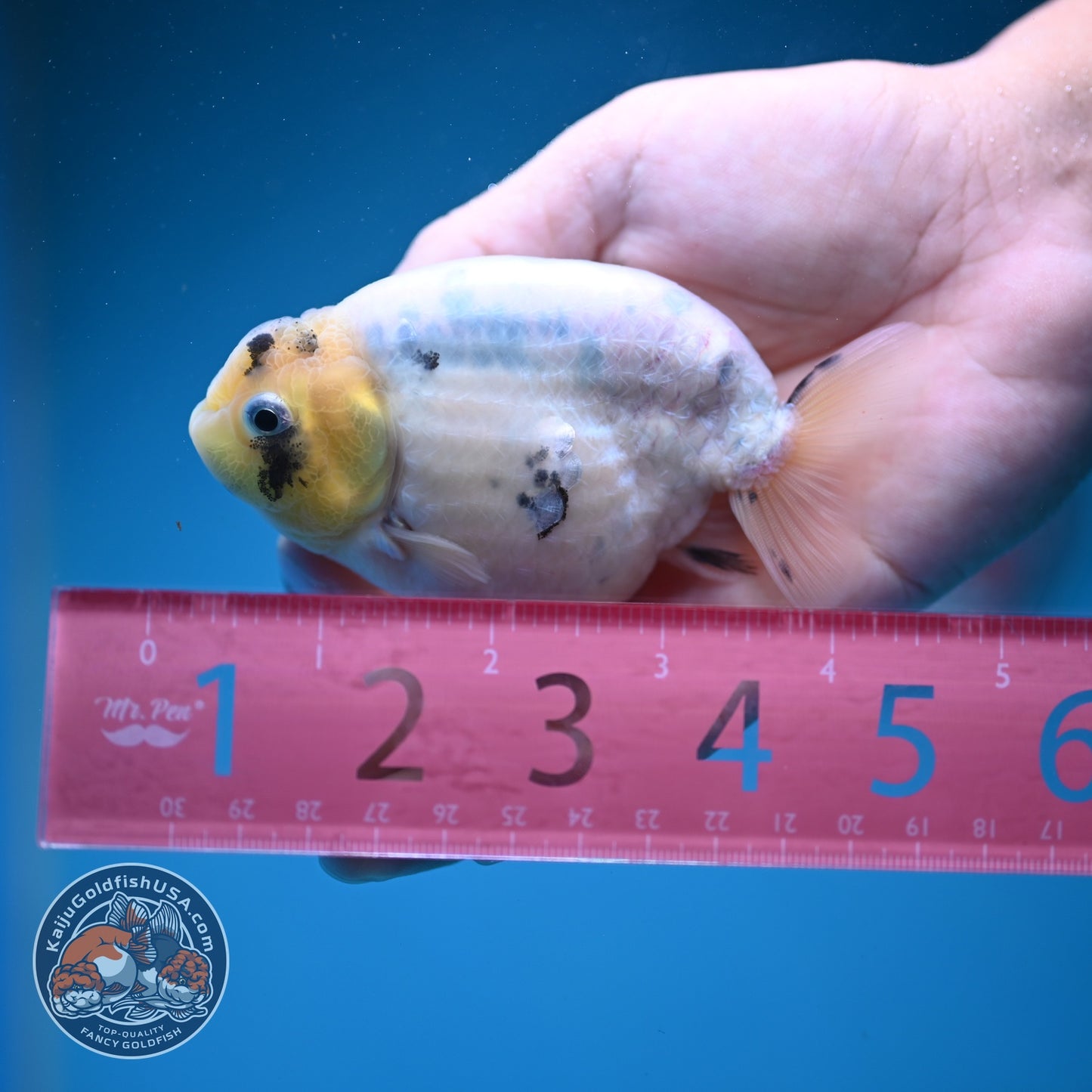 Ink Wash Cow Ranchu 4 inch Body (260821_RC06)