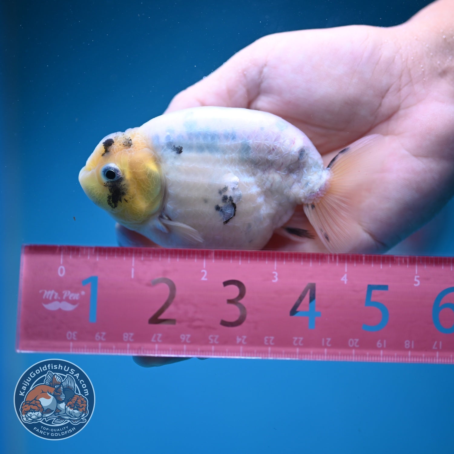 Ink Wash Cow Ranchu 4 inch Body (260821_RC06)