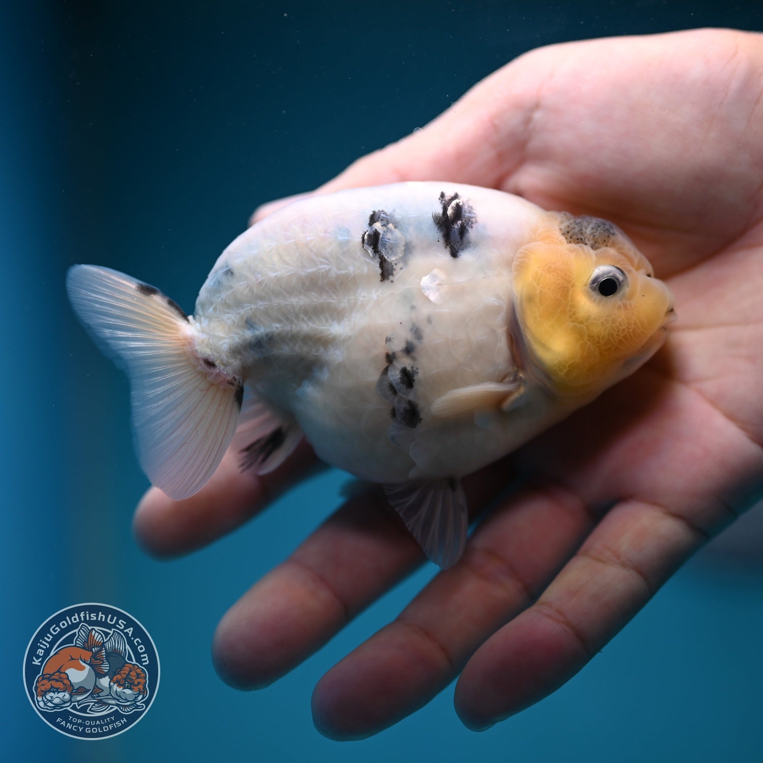 Ink Wash Cow Ranchu 4 inch Body (260821_RC06)