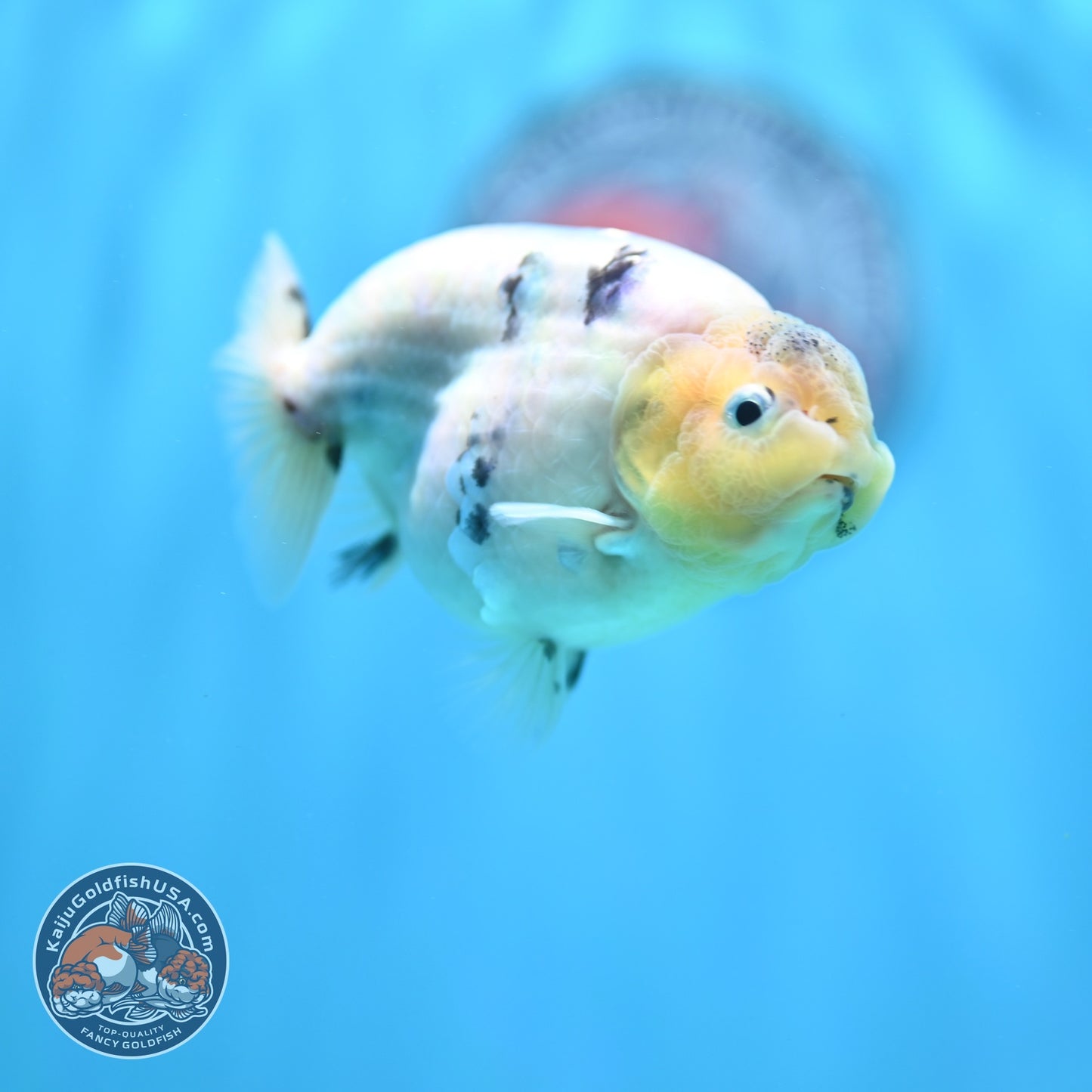 Ink Wash Cow Ranchu 4 inch Body (260821_RC06)