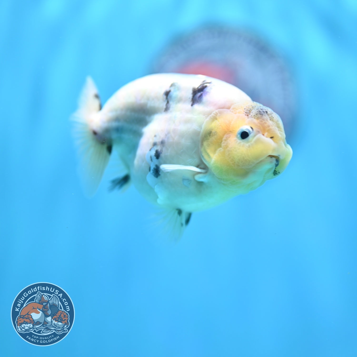 Ink Wash Cow Ranchu 4 inch Body (260821_RC06)