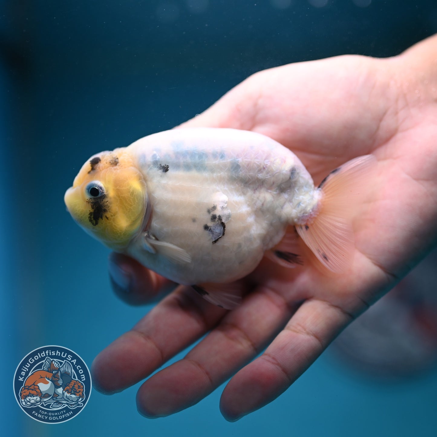 Ink Wash Cow Ranchu 4 inch Body (260821_RC06)